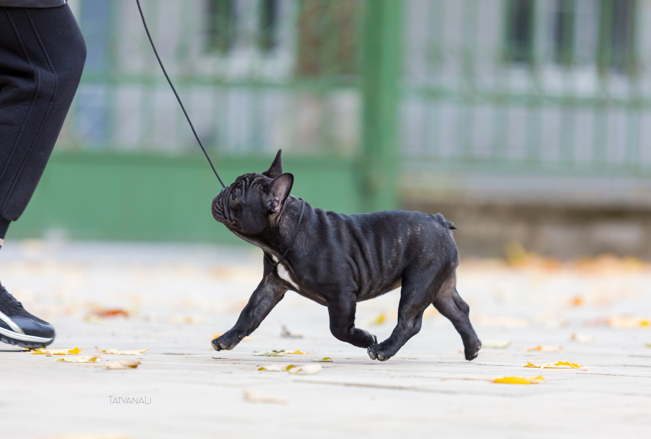Французкий бульдог. Фотограф — анималист Татьяна Ли