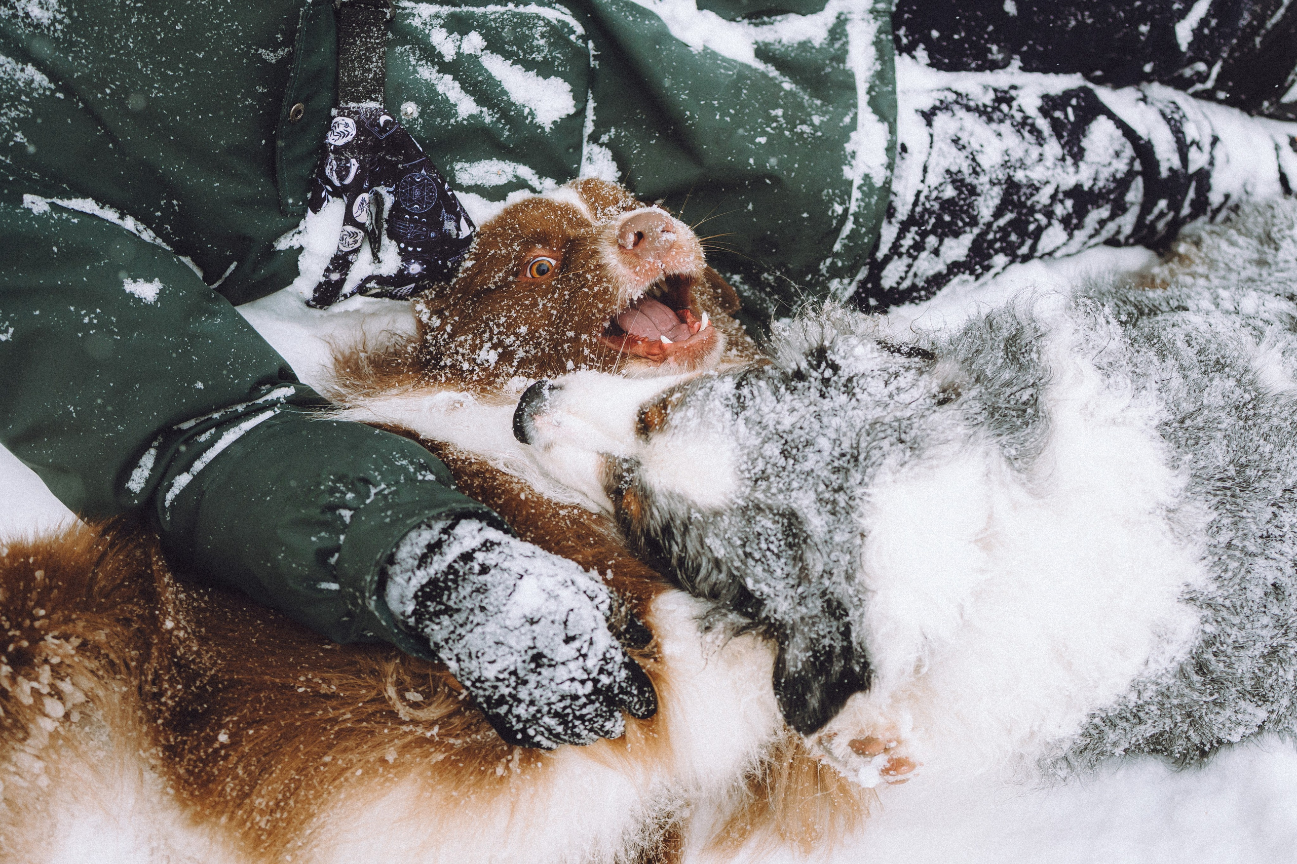 Лена, Принц и Фенек