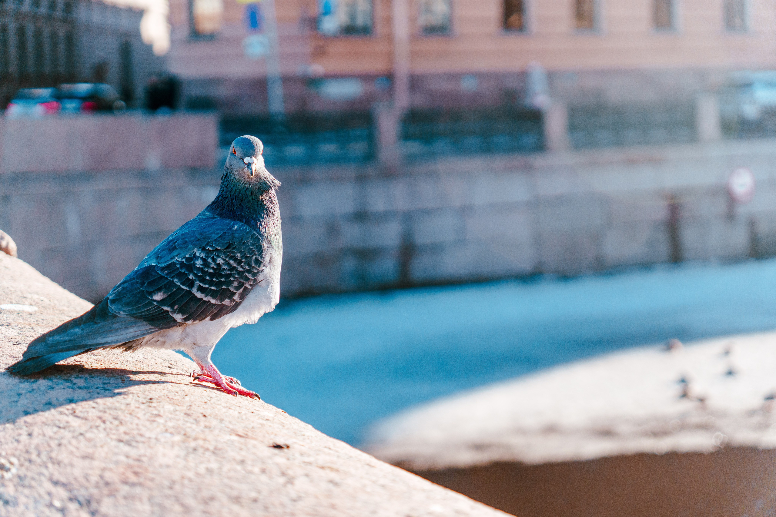 Санкт-Петербург. Фотограф в Санкт-Петербурге Ибрагимова Алина