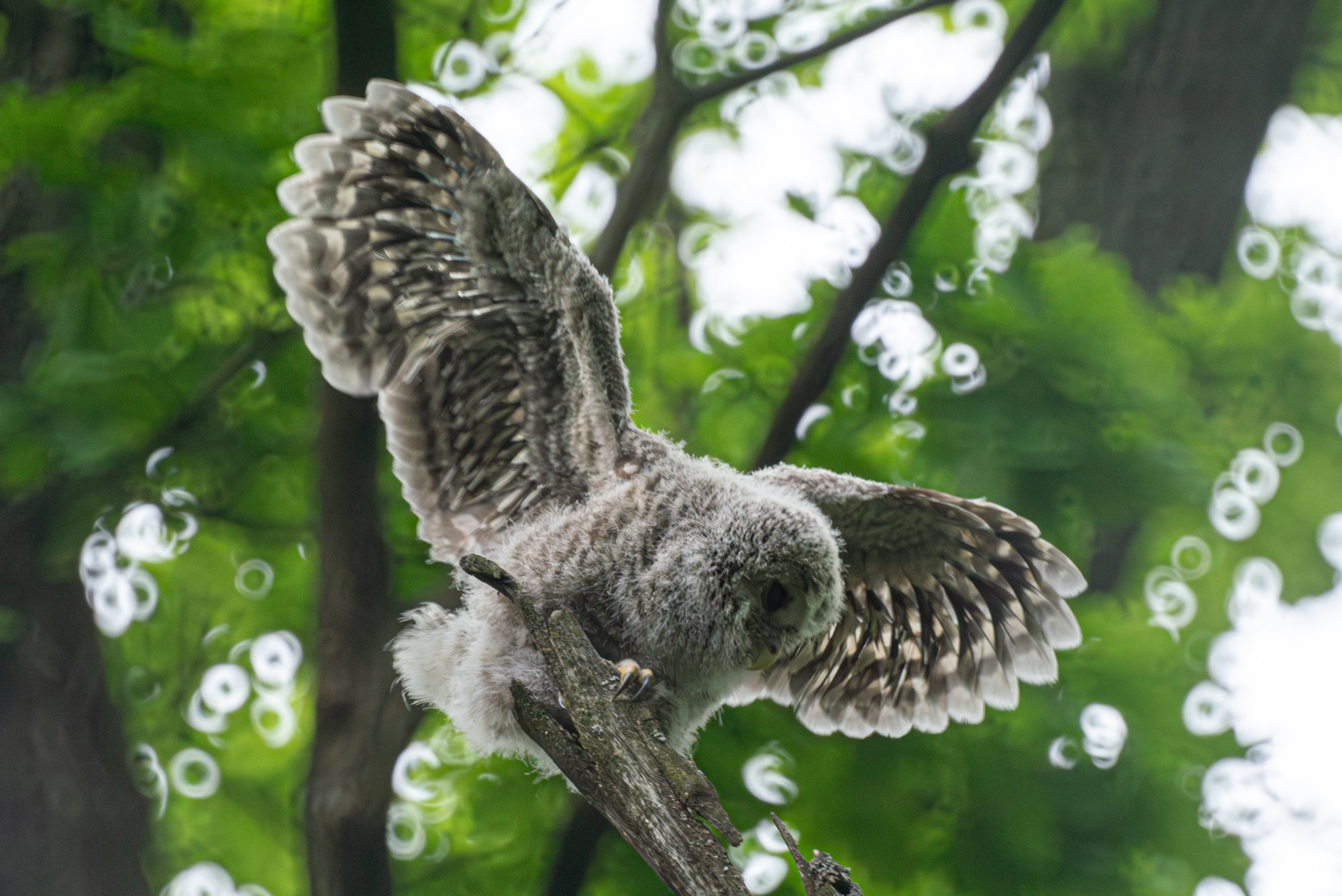 Удивительные мир птиц. Вокруг нас столько прекрасного — присмотритесь!. Ваш личный фотограф Марина Волкова