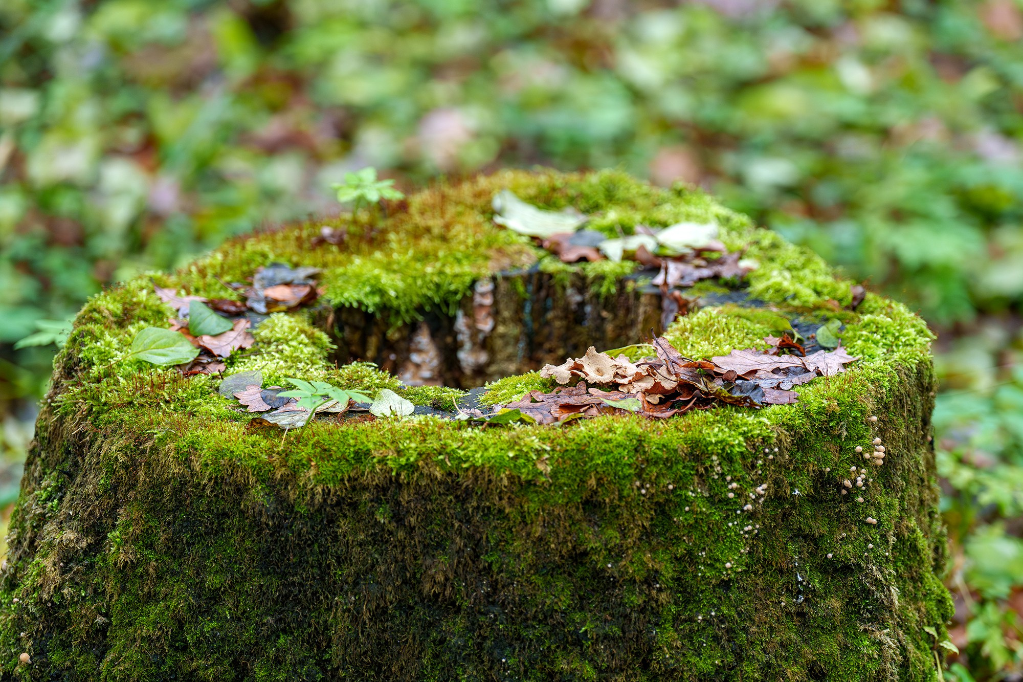 Природа. Ваш личный фотограф Марина Волкова