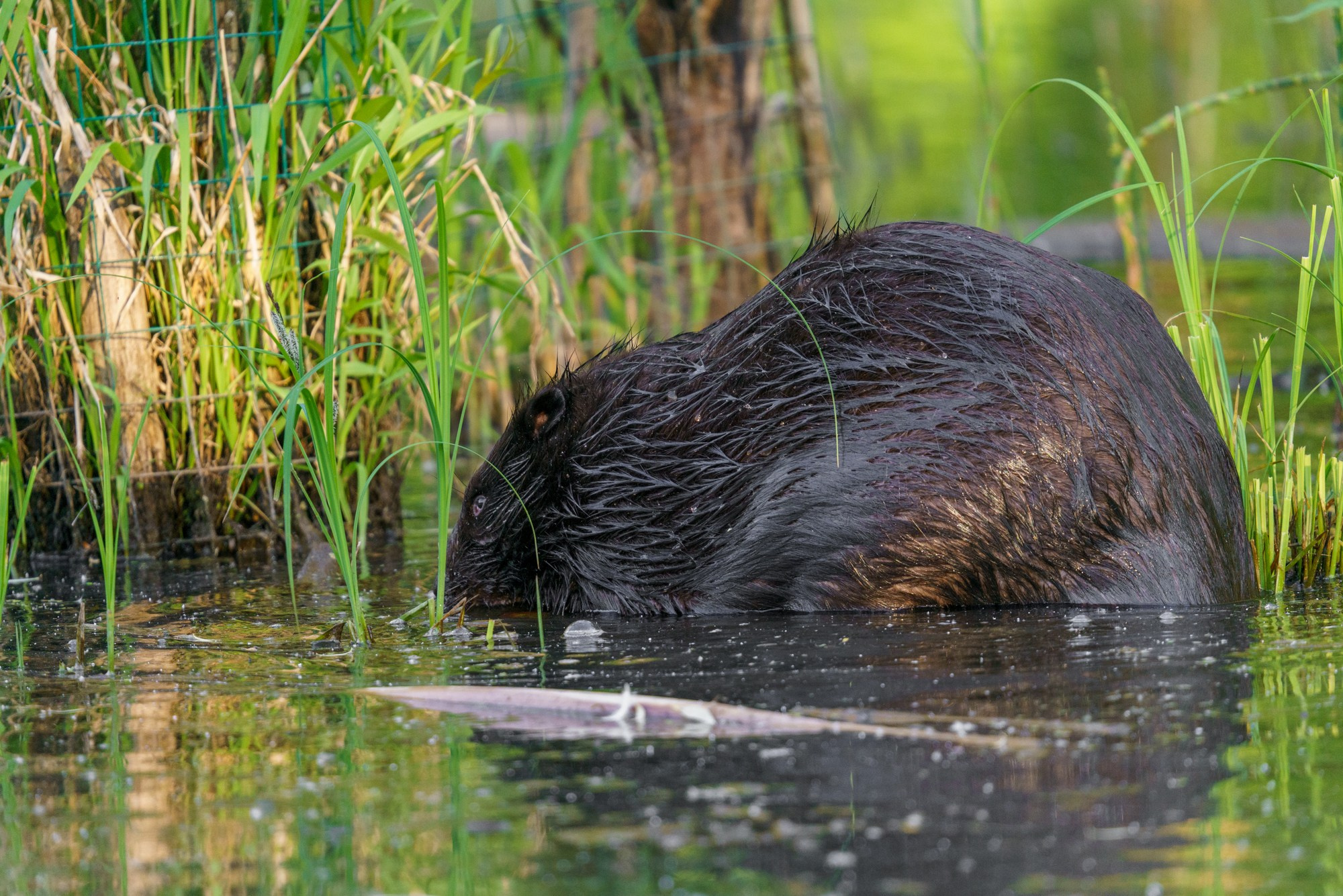 Животные. Ваш личный фотограф Марина Волкова