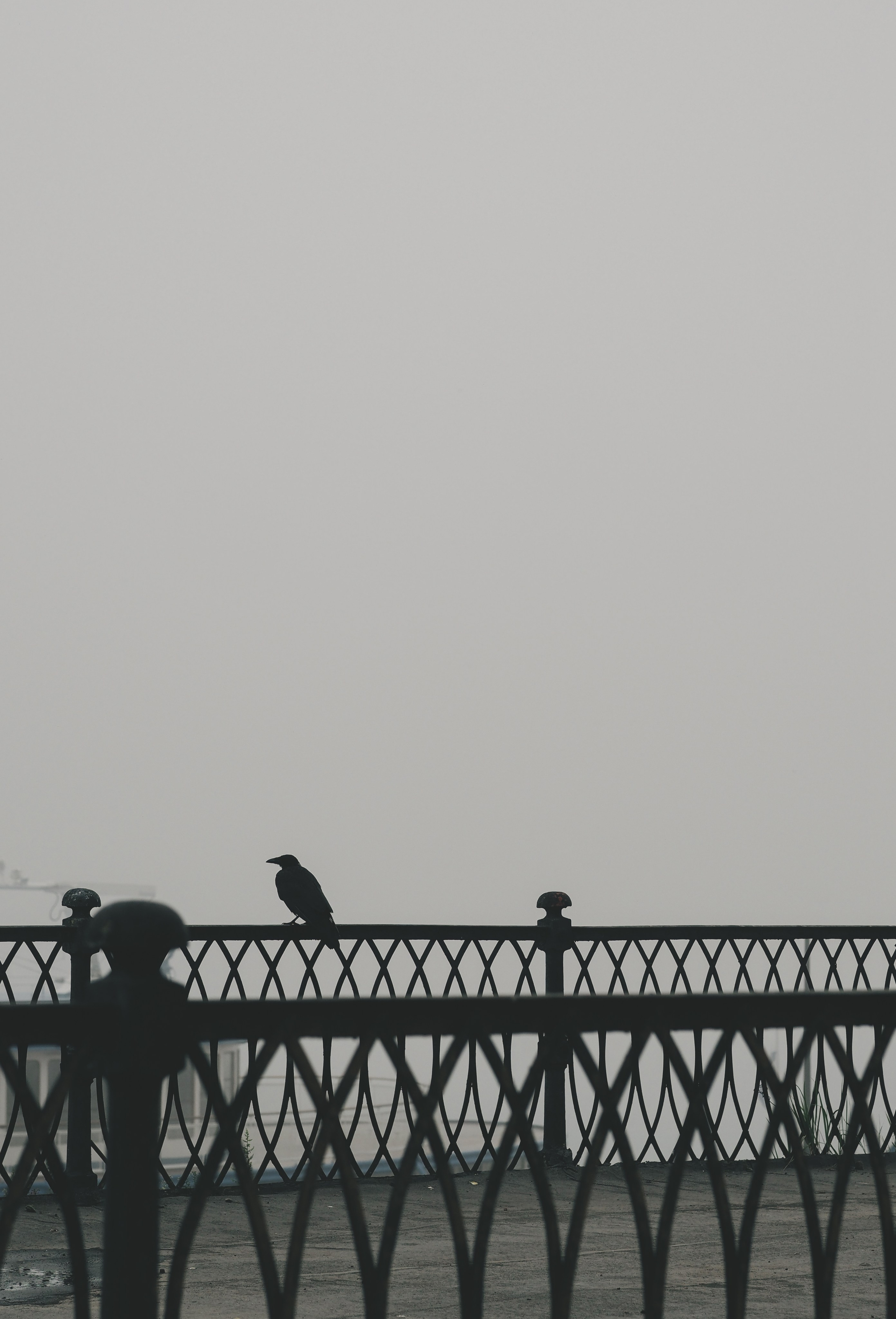 Туман. Семейный фотограф в Красноярске Лизоркина Вера