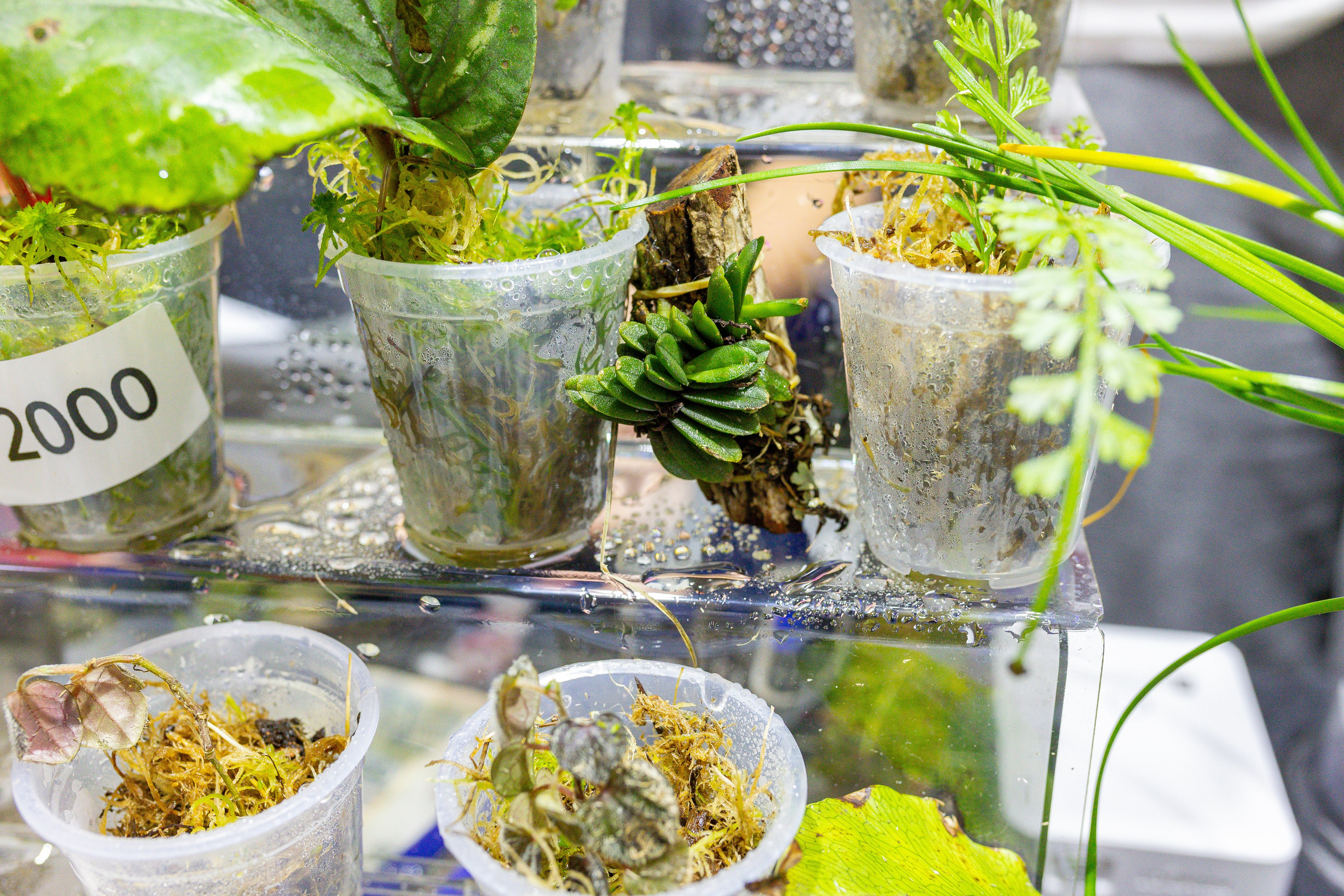 Монстериум 11–12 октября. Александра Куликова фотограф, Москва