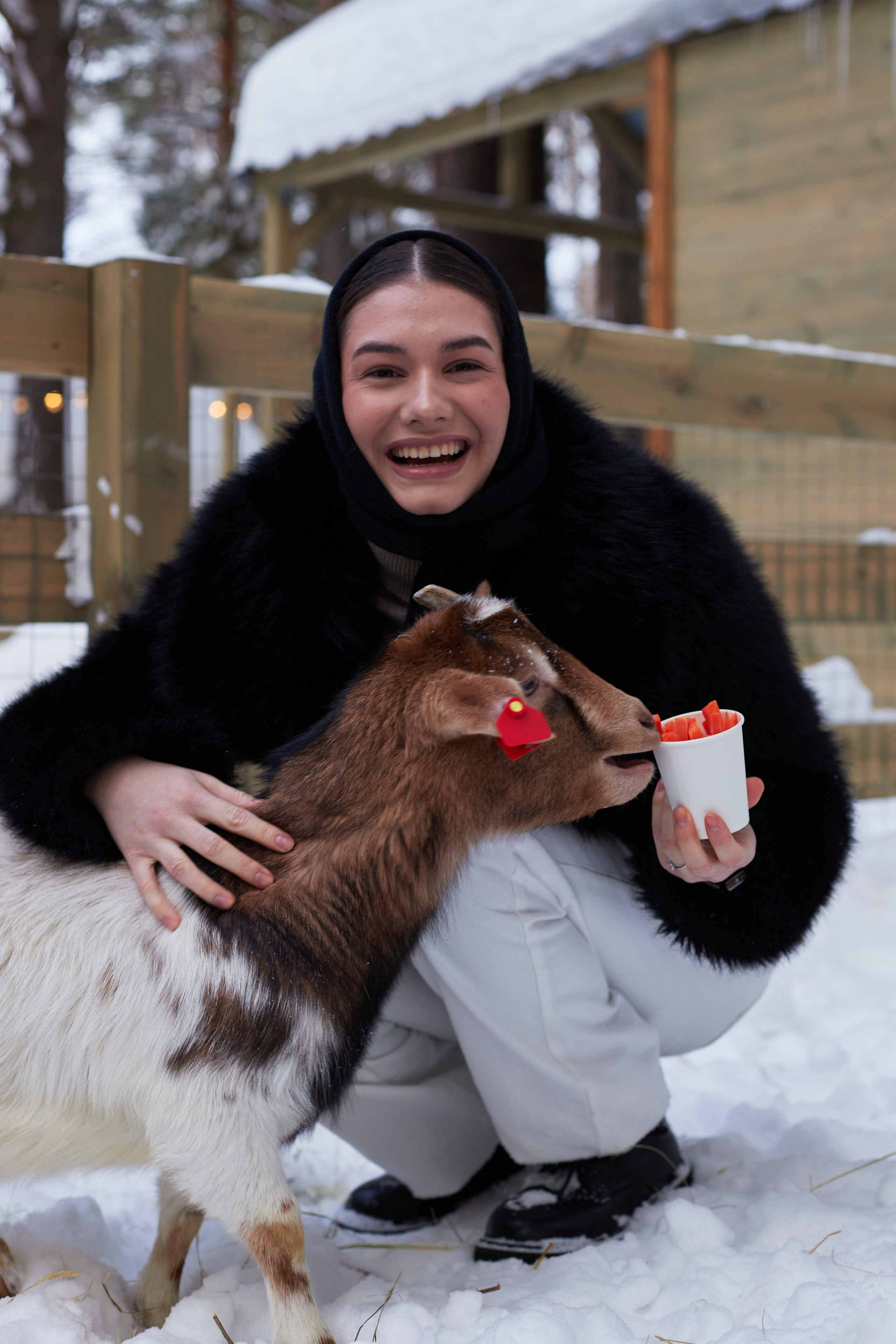 Альпака парк «Симба». Профессиональный фотограф Лилия Галеева