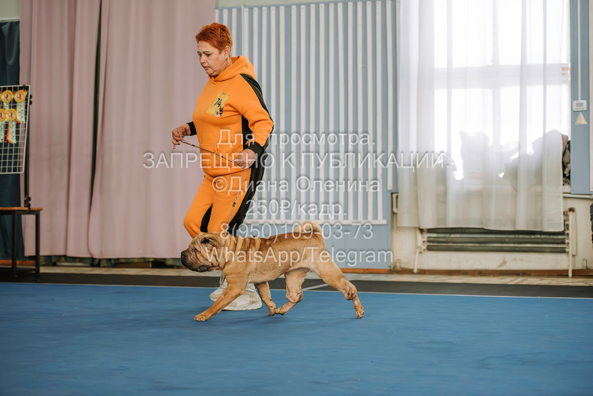 Выставка собак Красноярск 29.10.2023. Фотограф Диана Оленина Красноярск / Братск