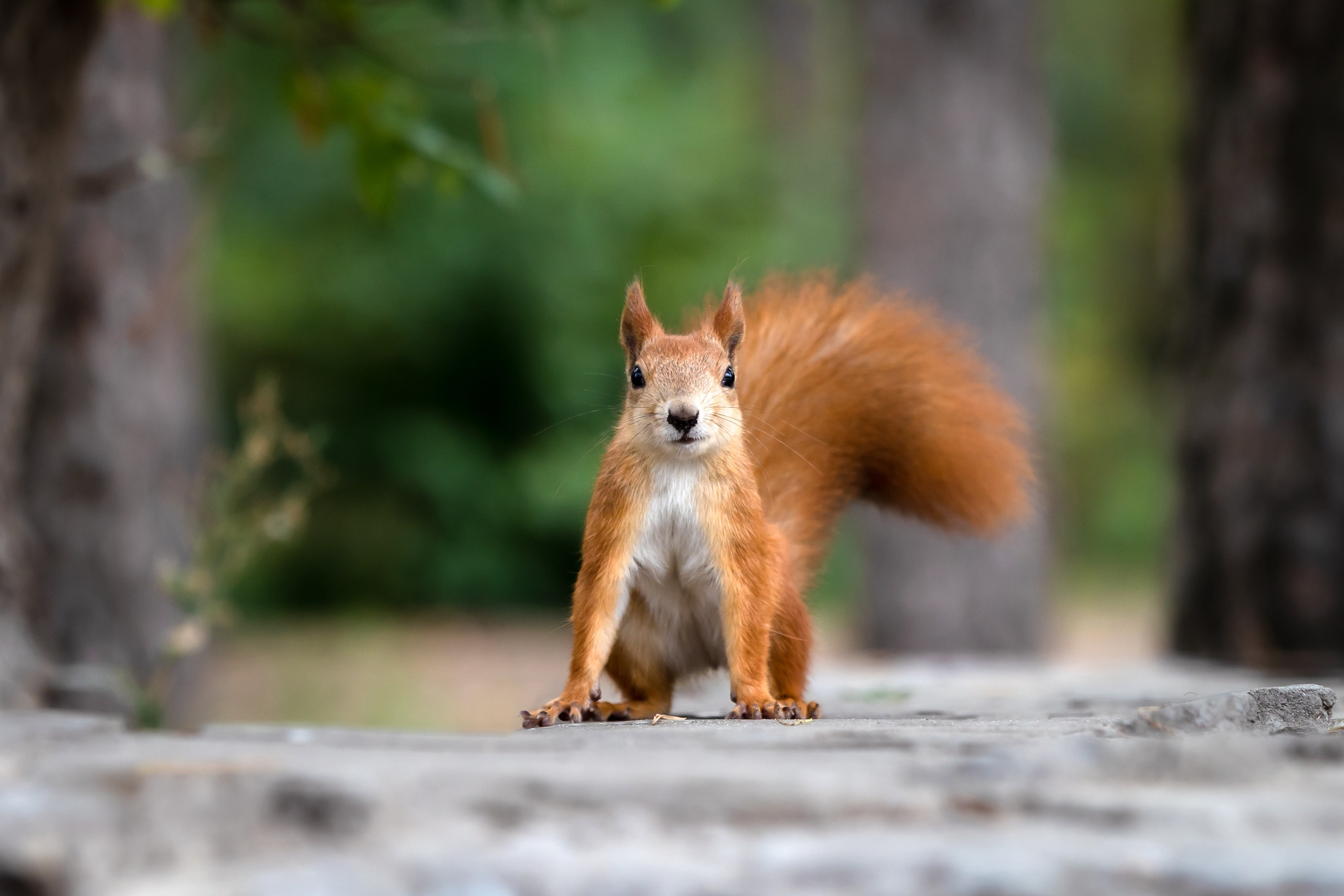 Животные. Фотограф Владимир Охрименко