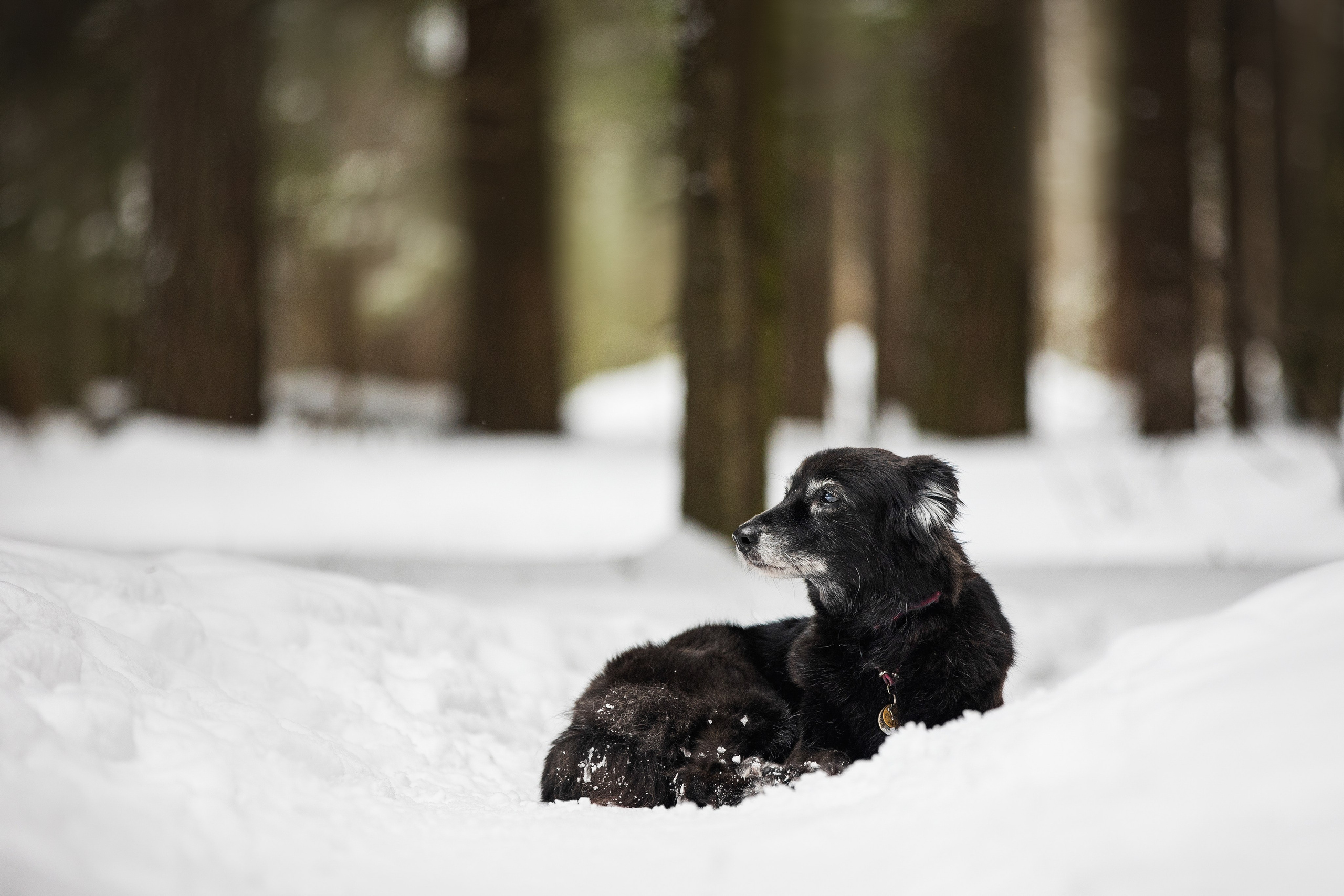 Валя, Варя и Лада. Фотограф анималист в Москве Майорова Евгения