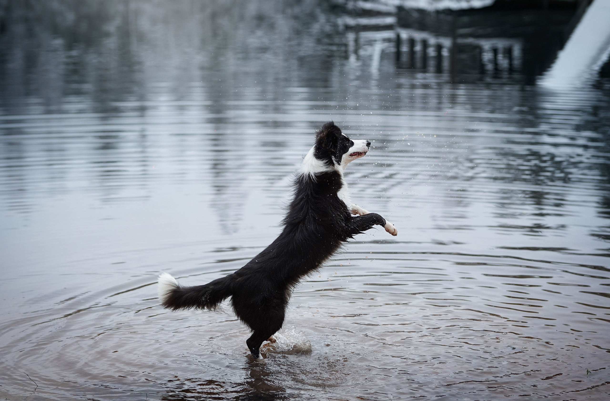 Юлия и Груша. Фотограф-анималист в Санкт-Петербурге Яна Мартынова