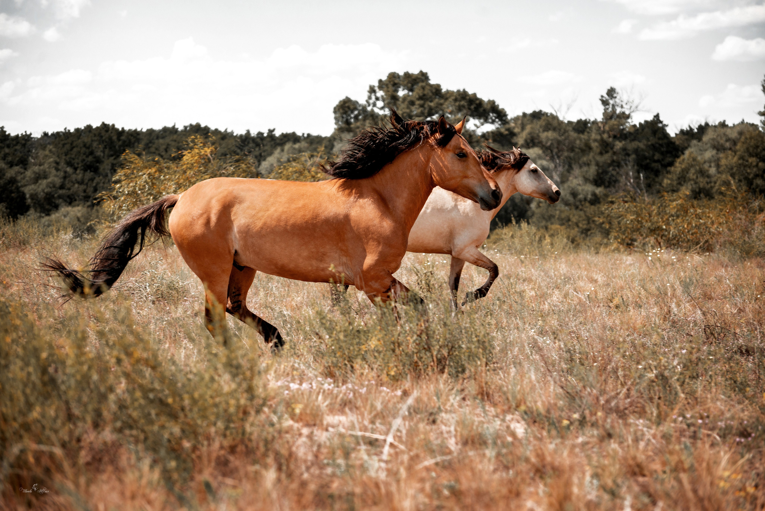 Купала в Родославном. Конный фотограф в Саратове Юлия Иванова