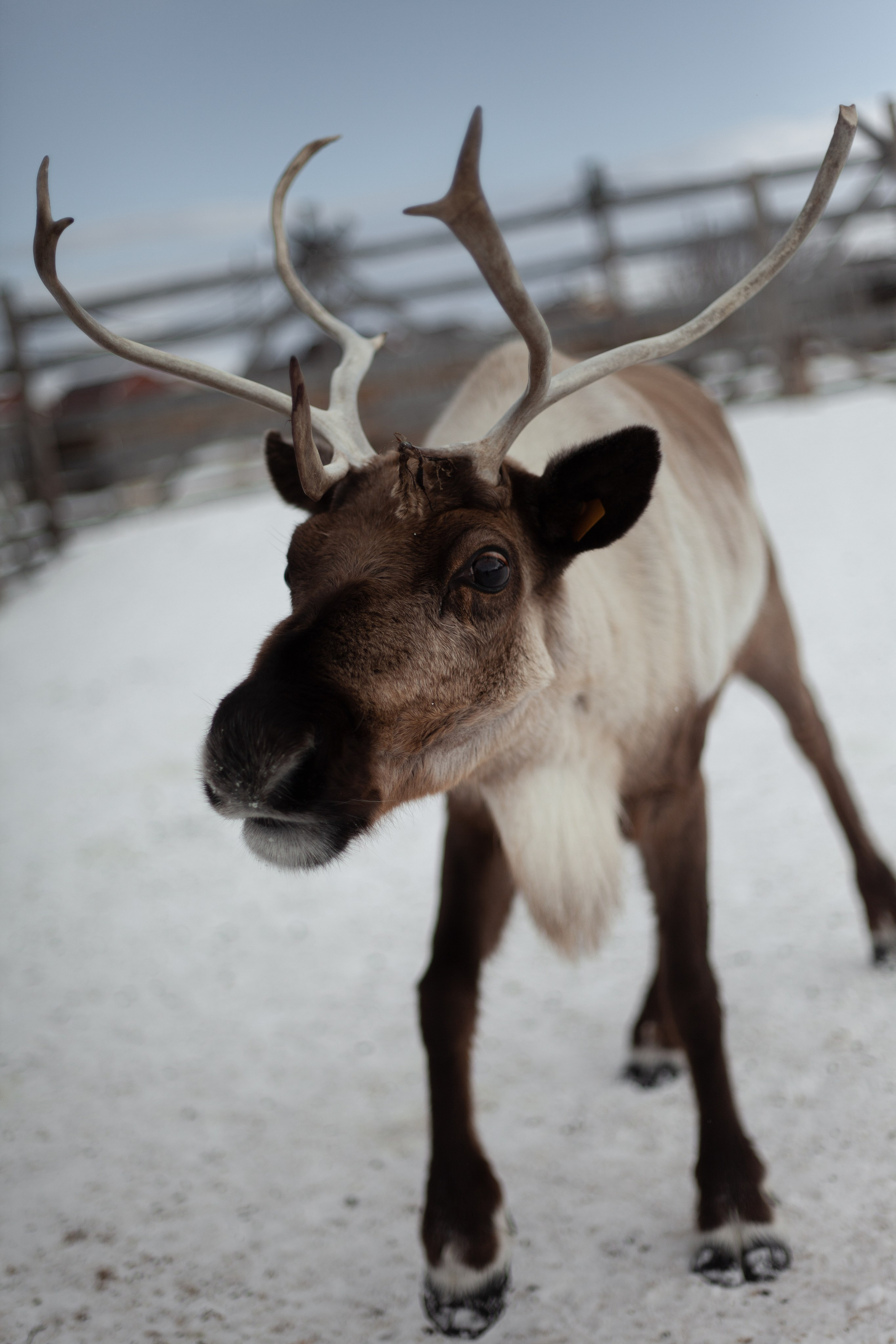 Путешествие по Териберке. Северное сияние. Уникальные экспедиции — LUCKY CLAN
