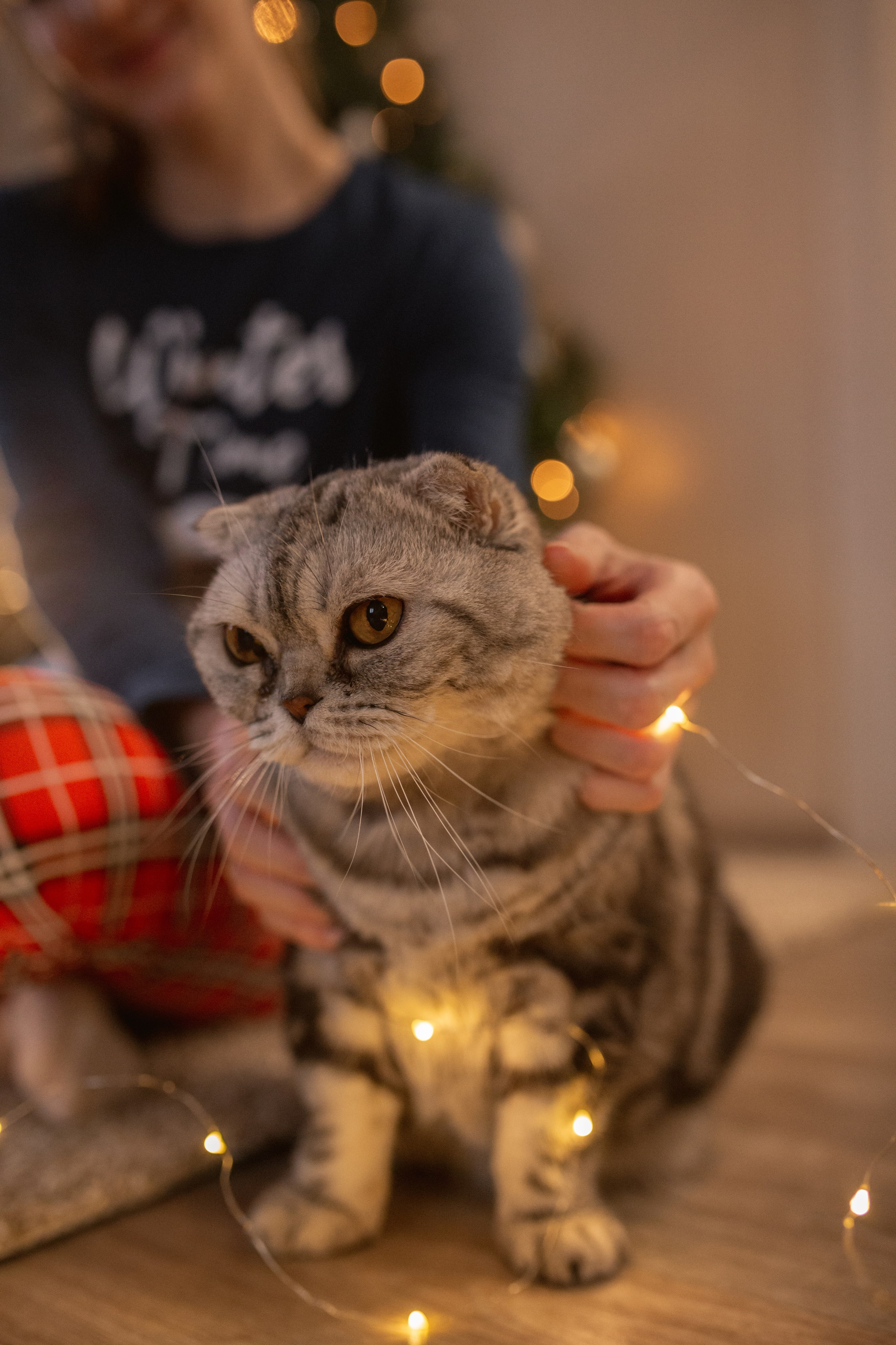 #фотографтольятти #фотографтлт #семейнаяфотосессия #домашняяфотосессиятольятти #мамытольятти #тлт #тольятти #фотоистория #семейныетрадиции #новогодняяфотосессиятольятти #фотограф