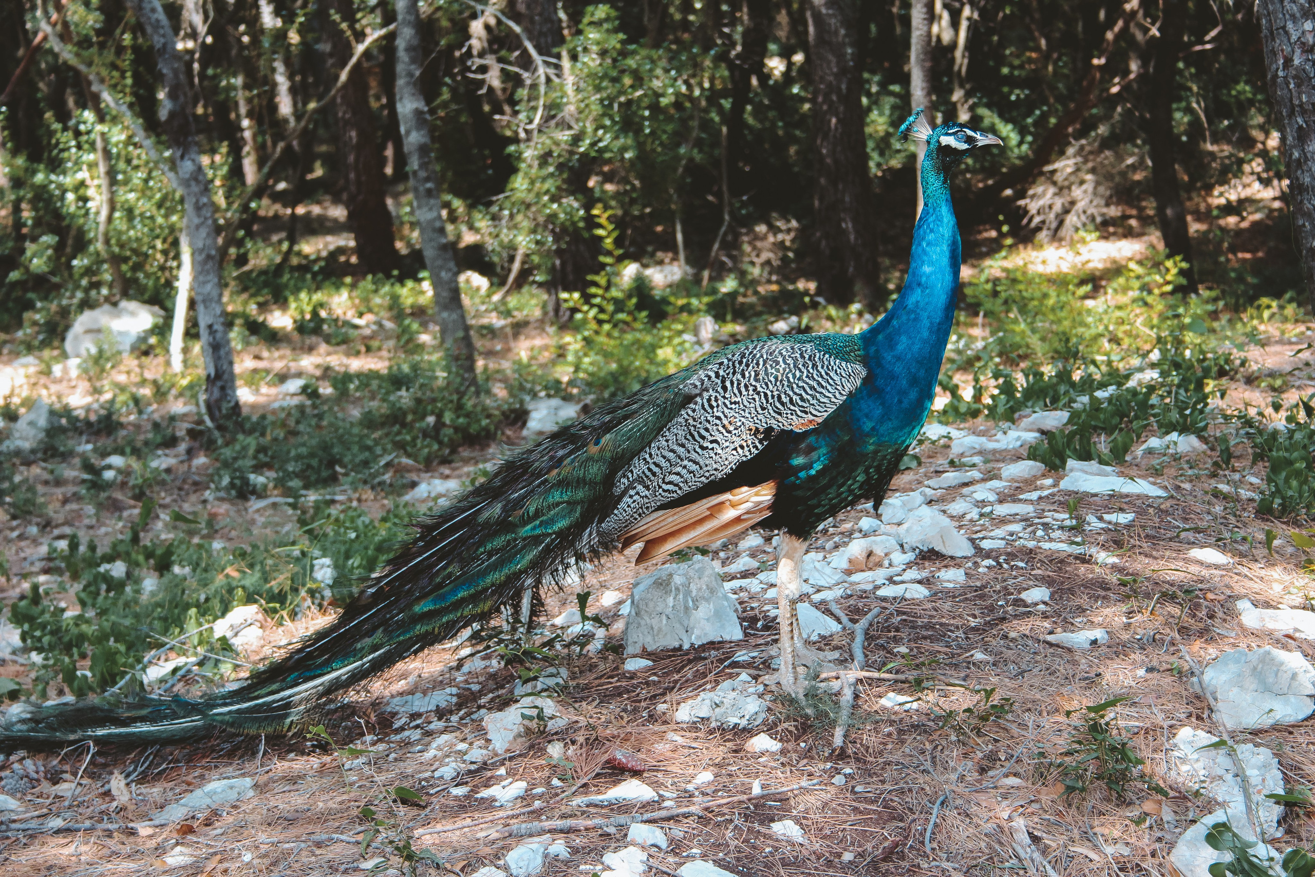 Хорватия: остров Локрум. Дарья Письменюк / Darya Leitstern — фотограф, музыкант, журналист, путешественник