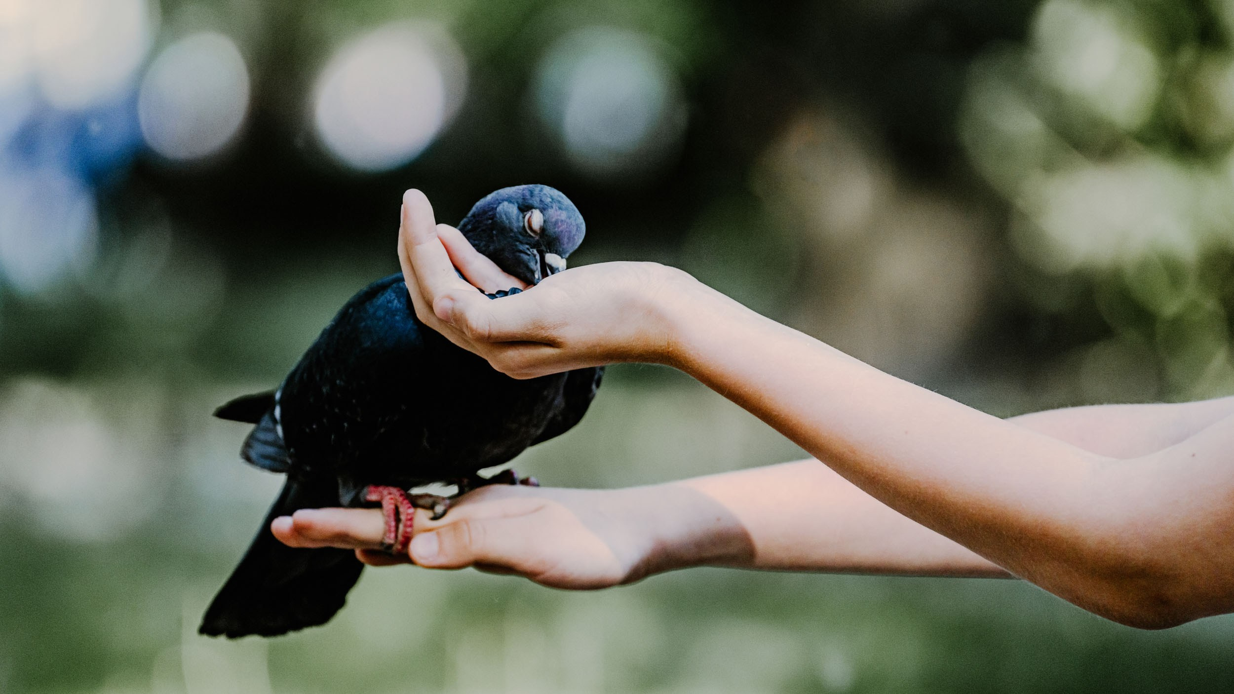 Saint Petersburg. The Andris