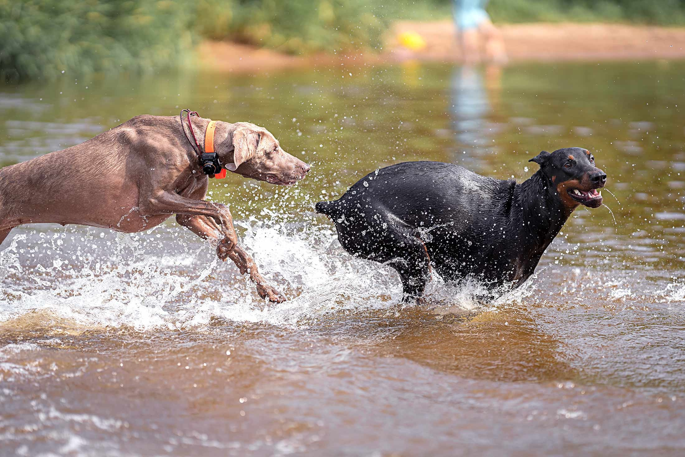 Фанта и Асти. Фотограф анималист Ольга Луканенкова в Москве