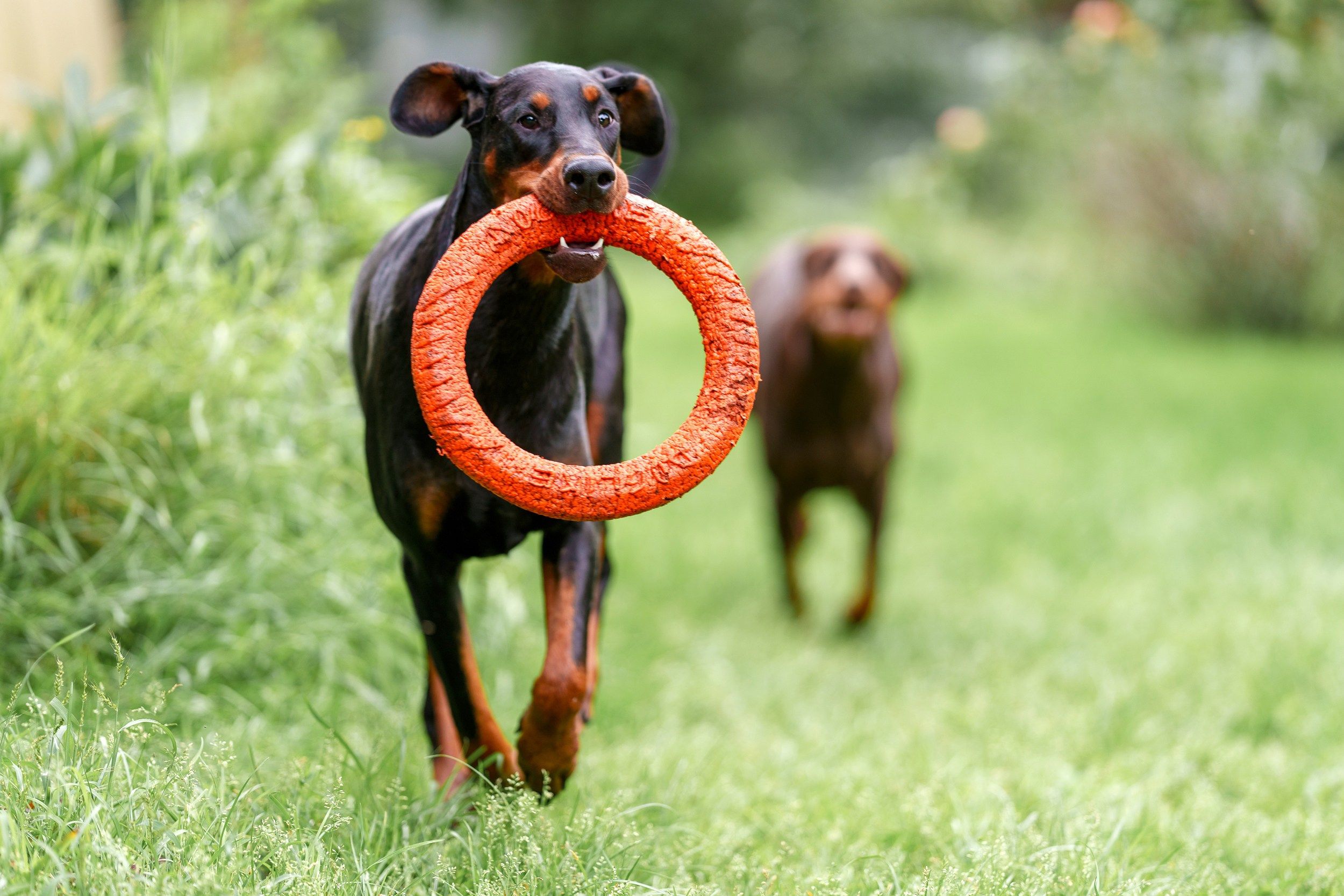 Мика и Фанта. Фотограф анималист Ольга Луканенкова в Москве