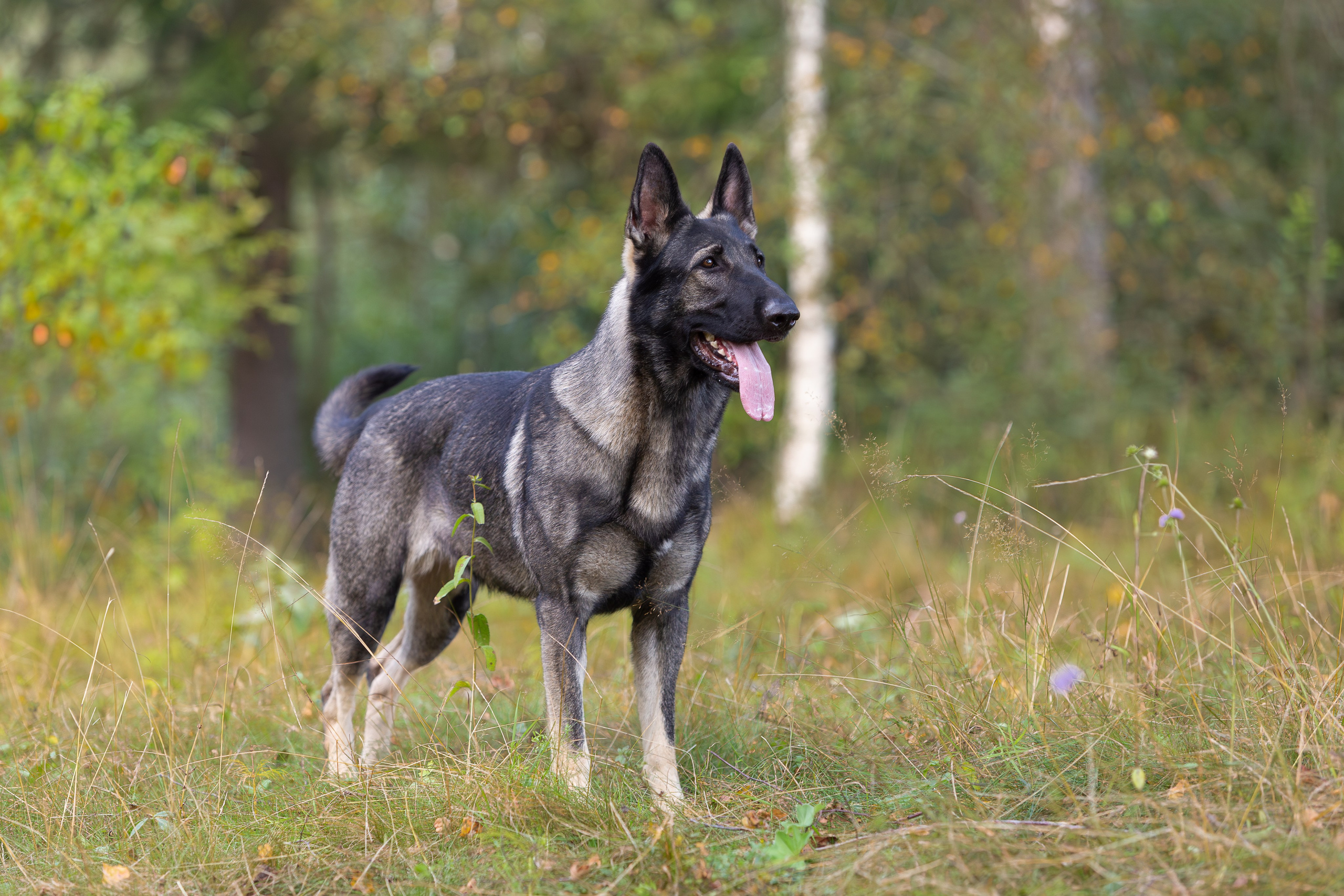 Корги и ВЕО осенью. Фотограф-анималист в Москве, МО и Владимире
