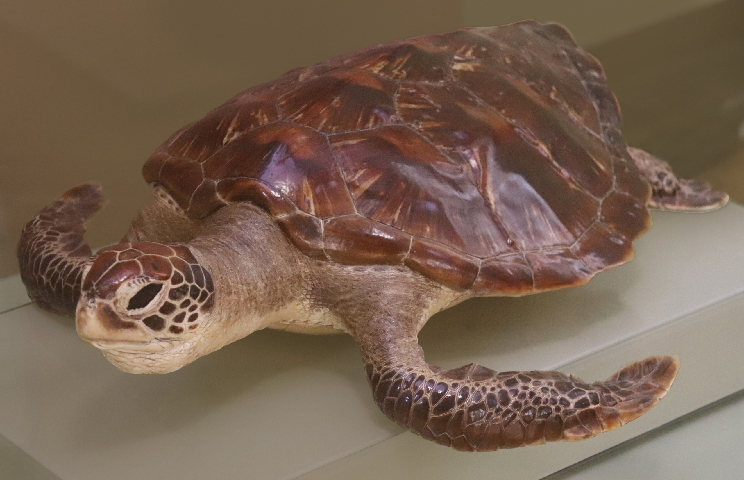 Морской калейдоскоп. Фотограф Юлия Маринина