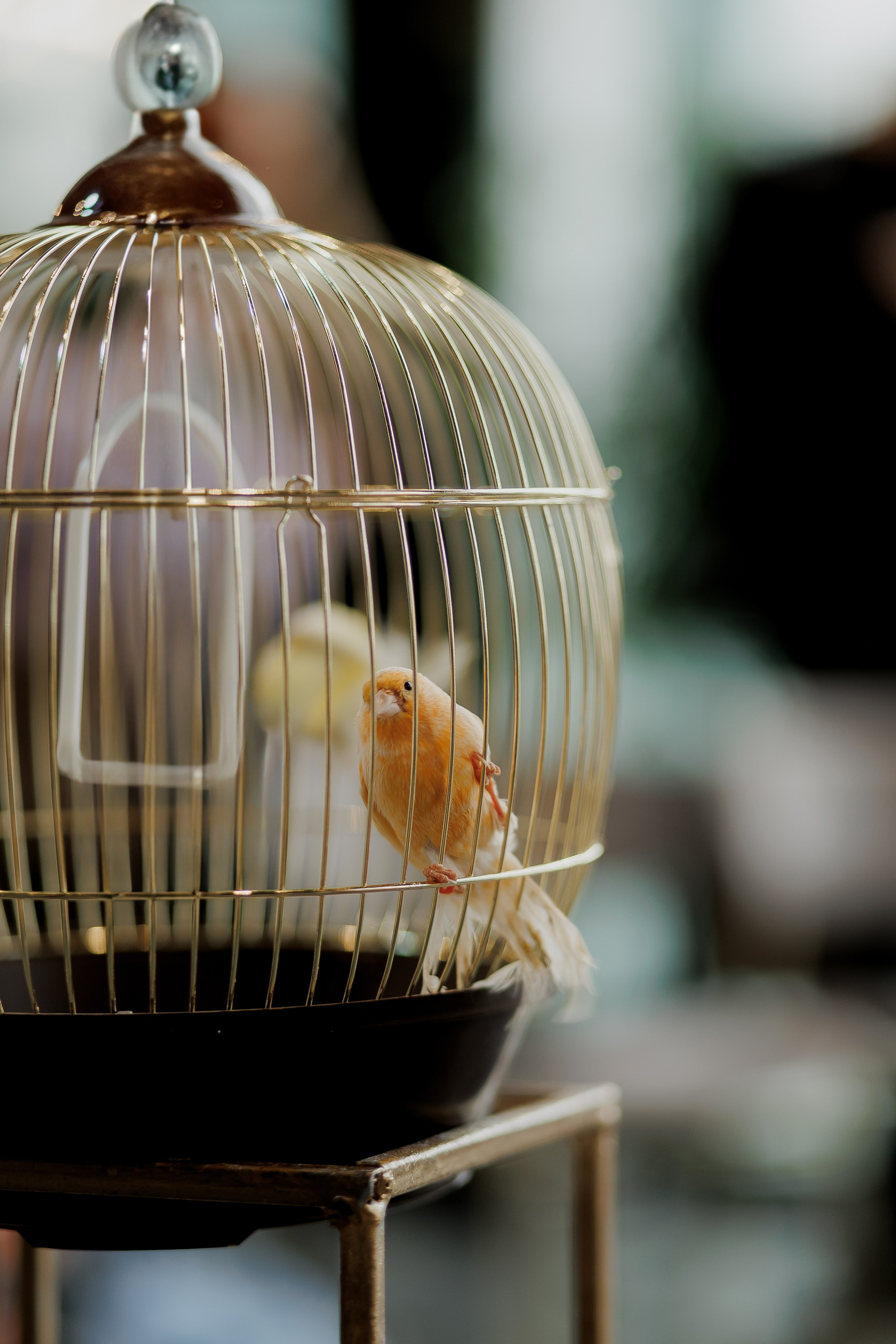 Лука & София. Свадебный фотограф ростов