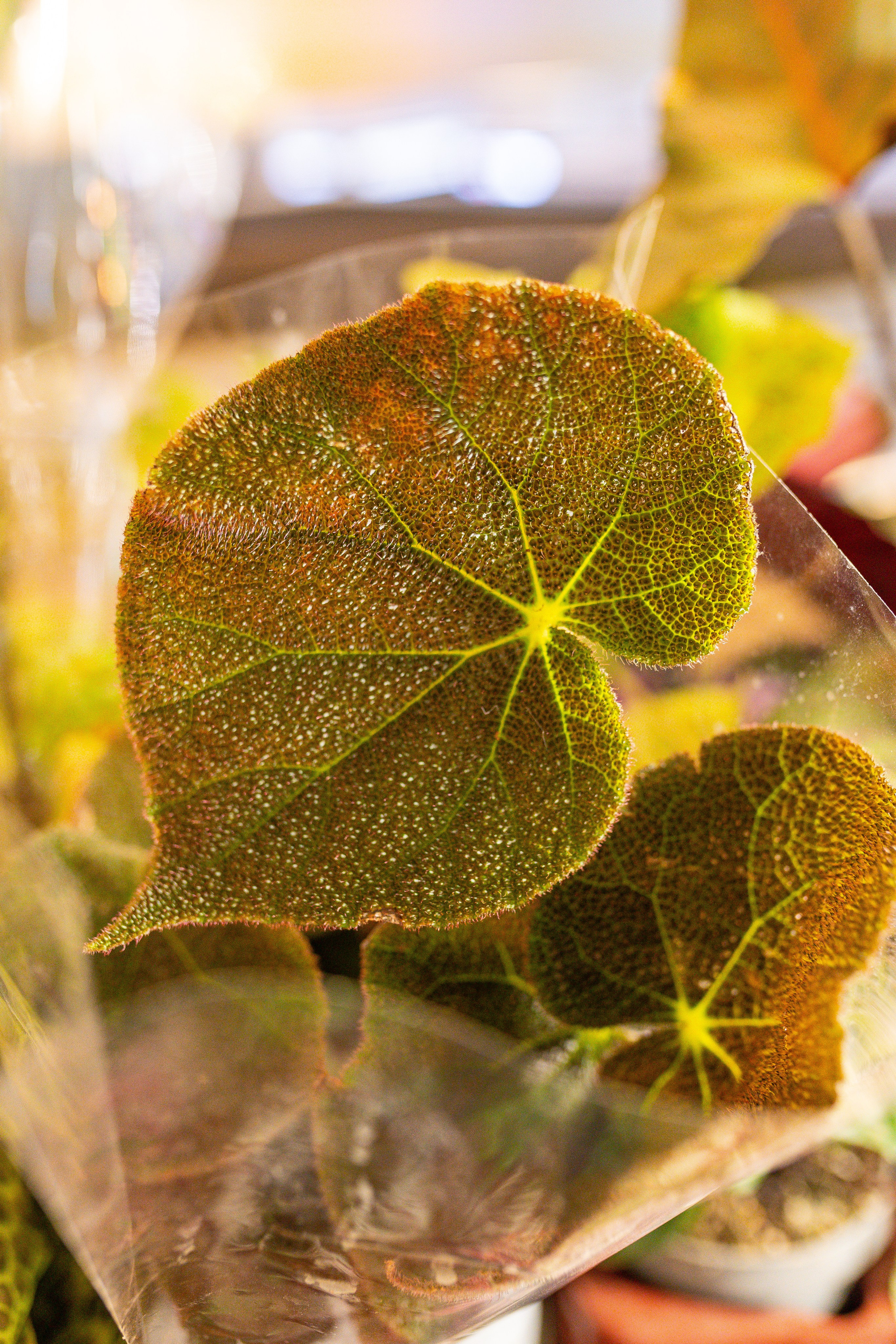Growbox 5лет. Александра Куликова фотограф, Москва