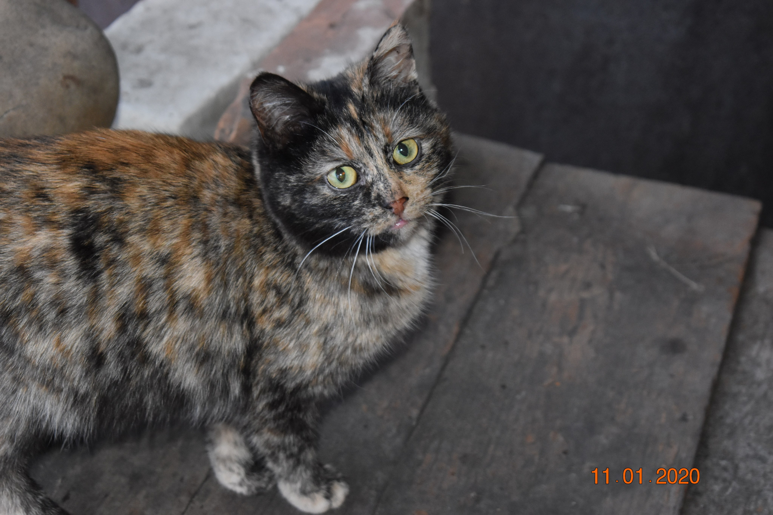 Все что тронуло, миниатюры. Созерцатель. фотографирую что тронуло и впечатлило. самарская область