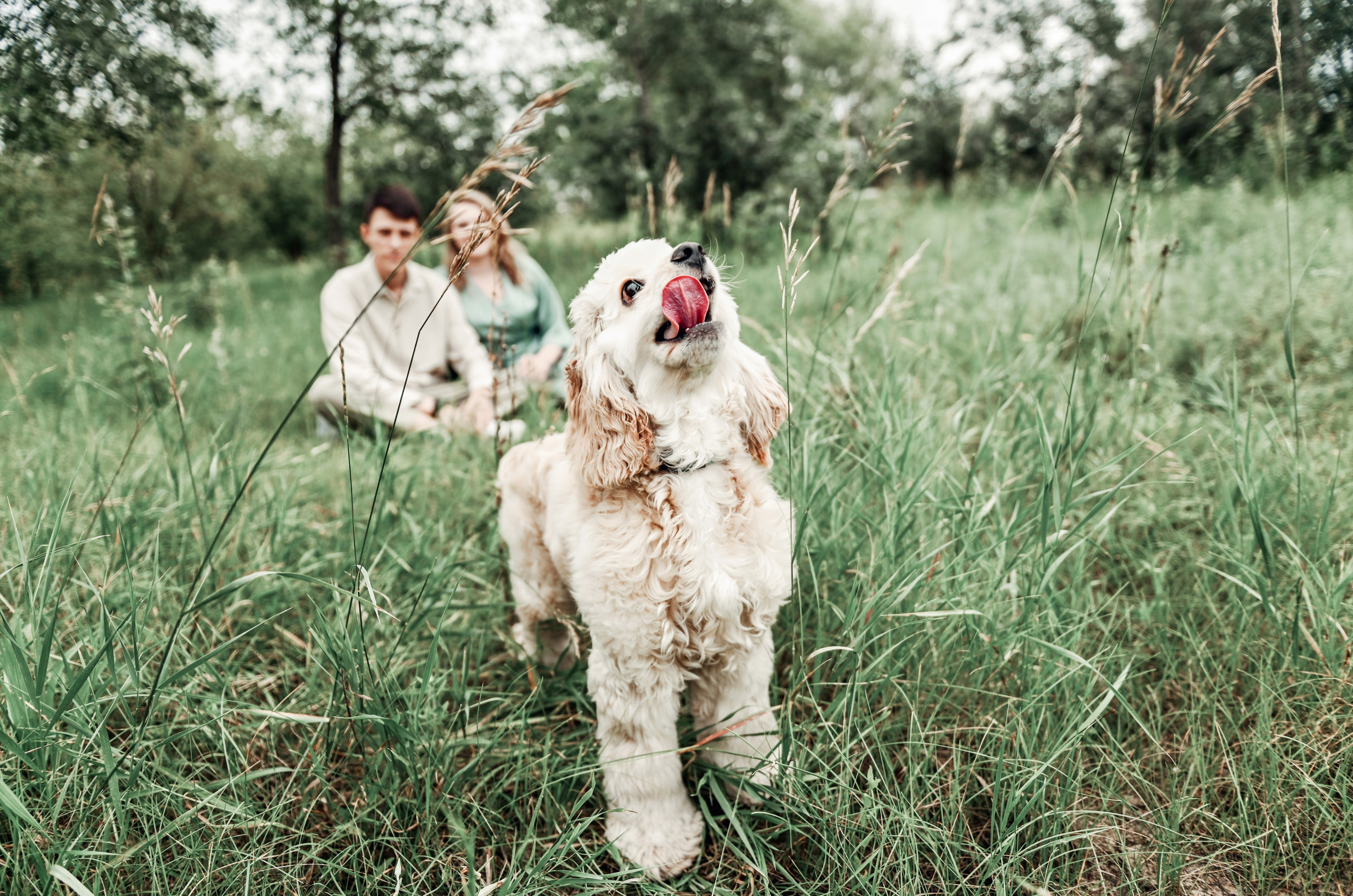 Love story прогулка вместе с песиком))). Свадебный, семейный, детский, контент фотограф в Омске Максим Ильин