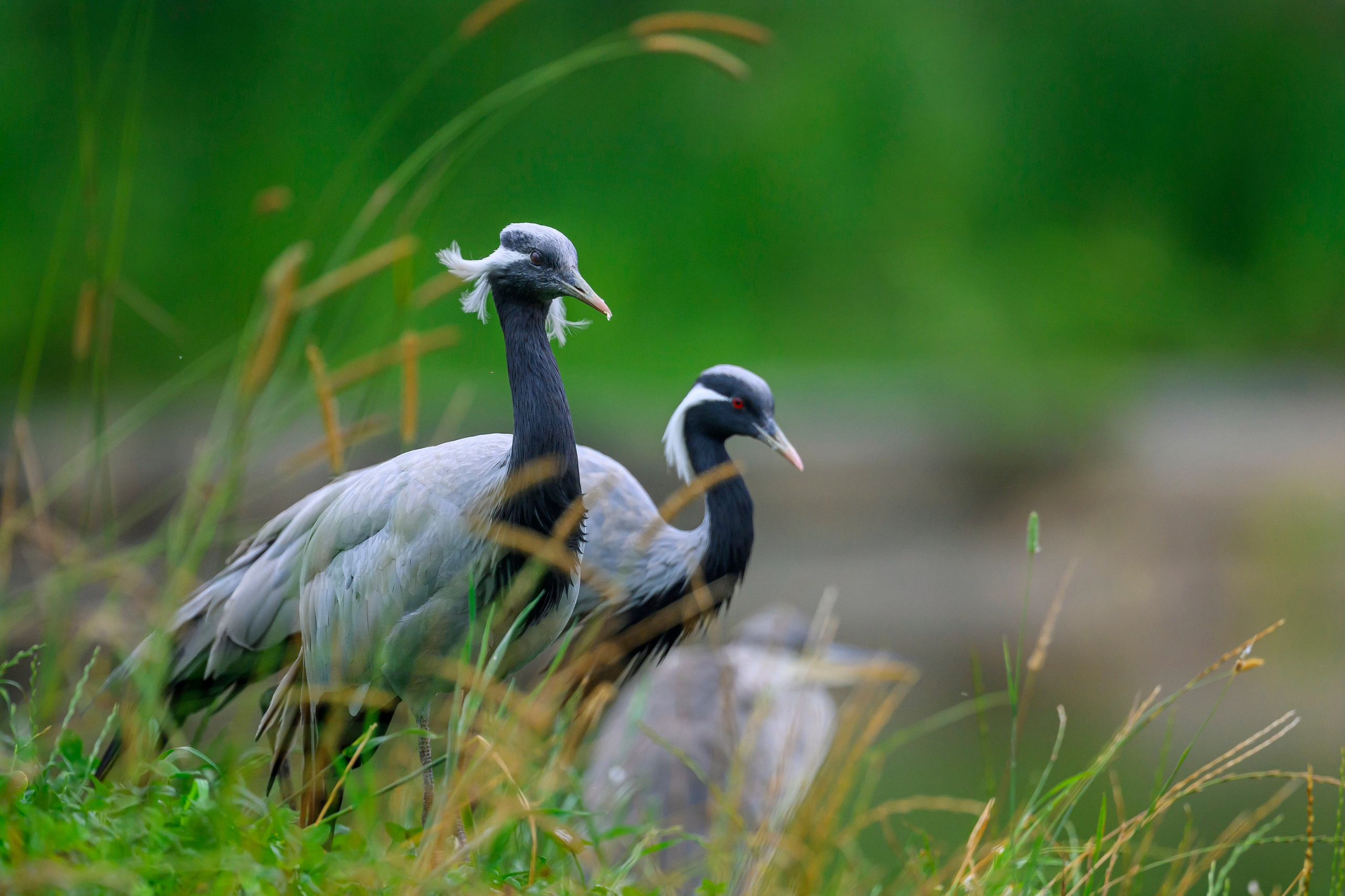 Красавки, цапли, утки: Парк Ближняя дача. Wildlife photography by Sergey Puponin