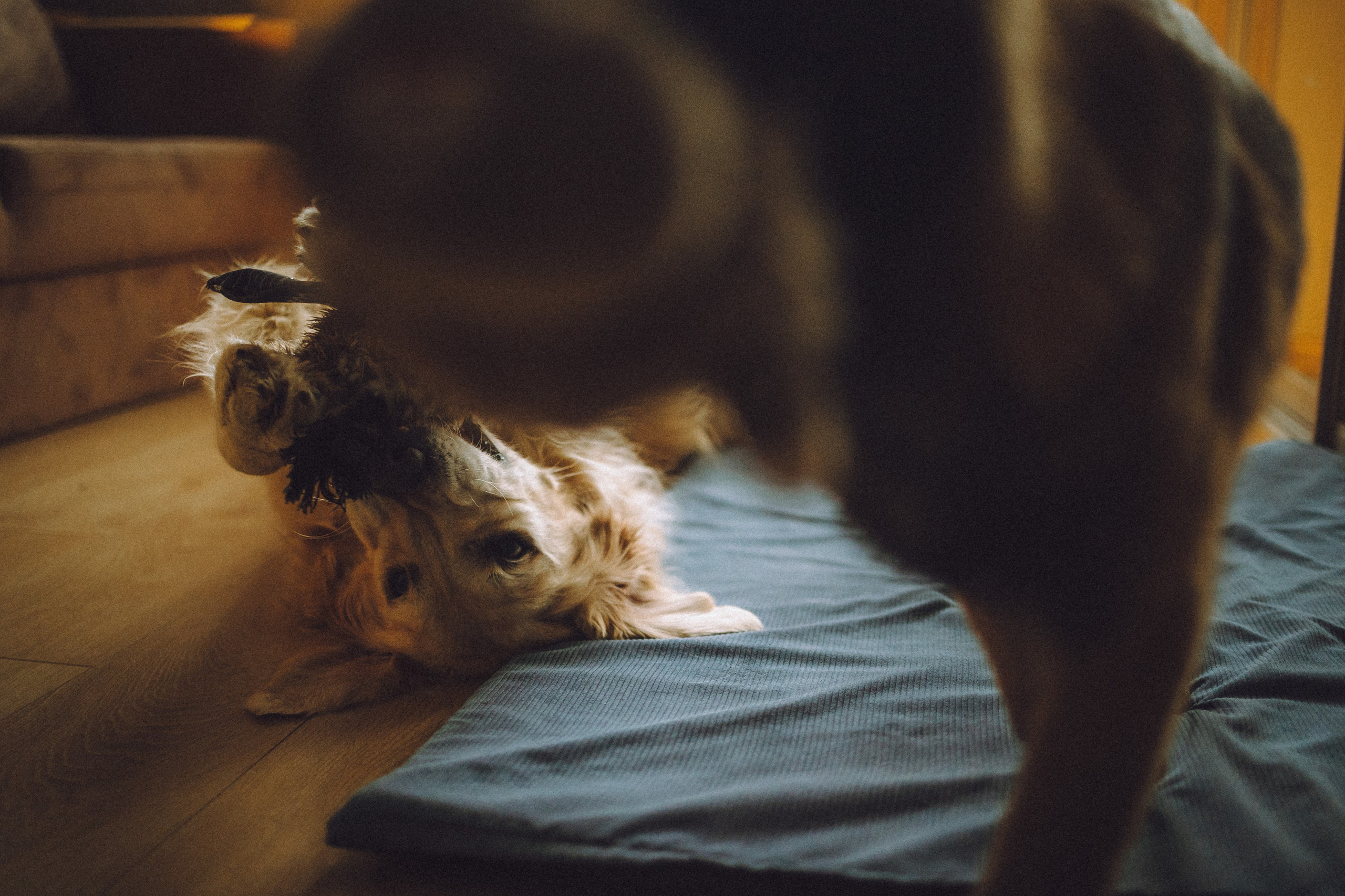 Ира, Андрей, Бэлла и Панда