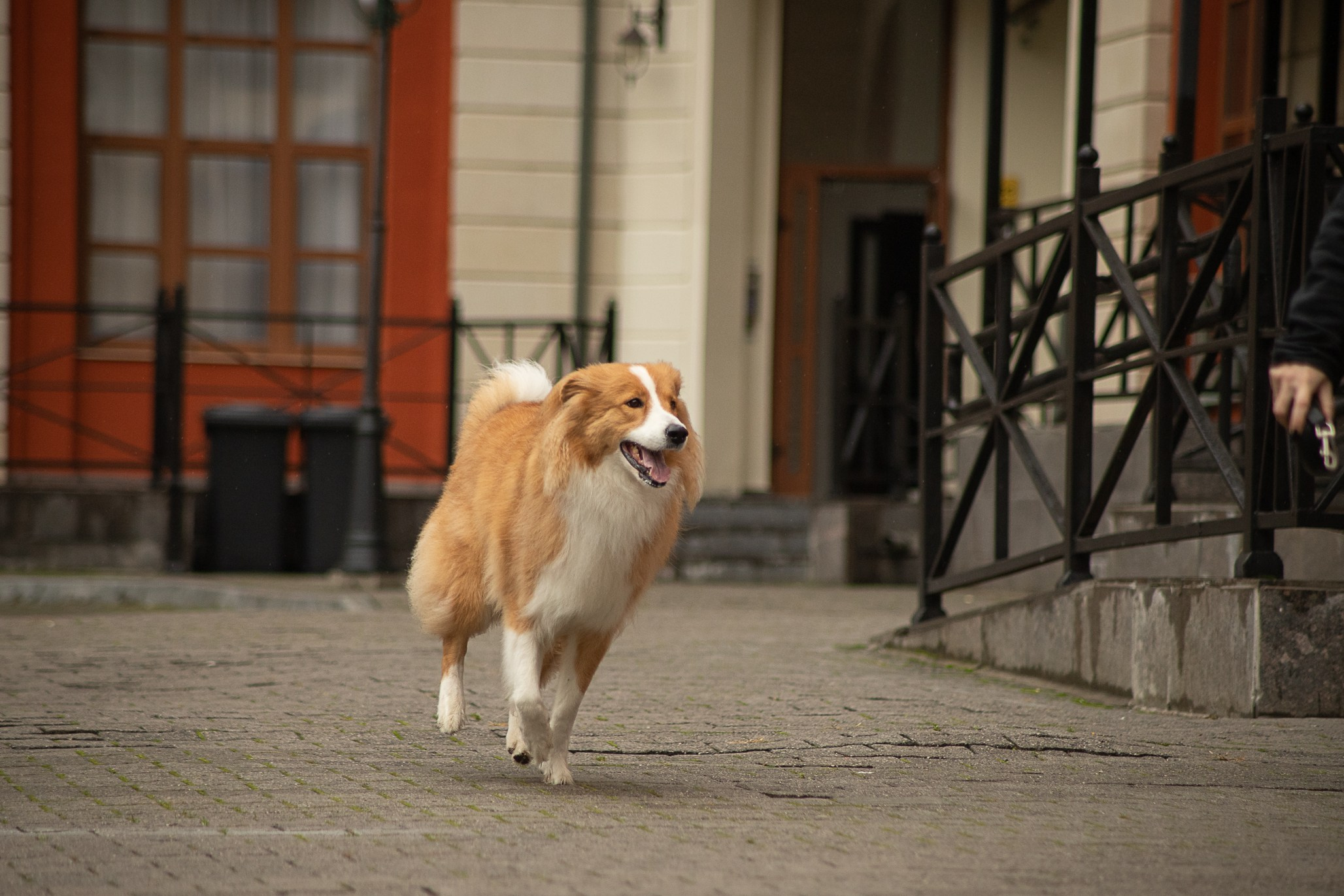 Терри, метис. Ирина Голомб|Фотограф-анималист в  Сочи и Калининграде
