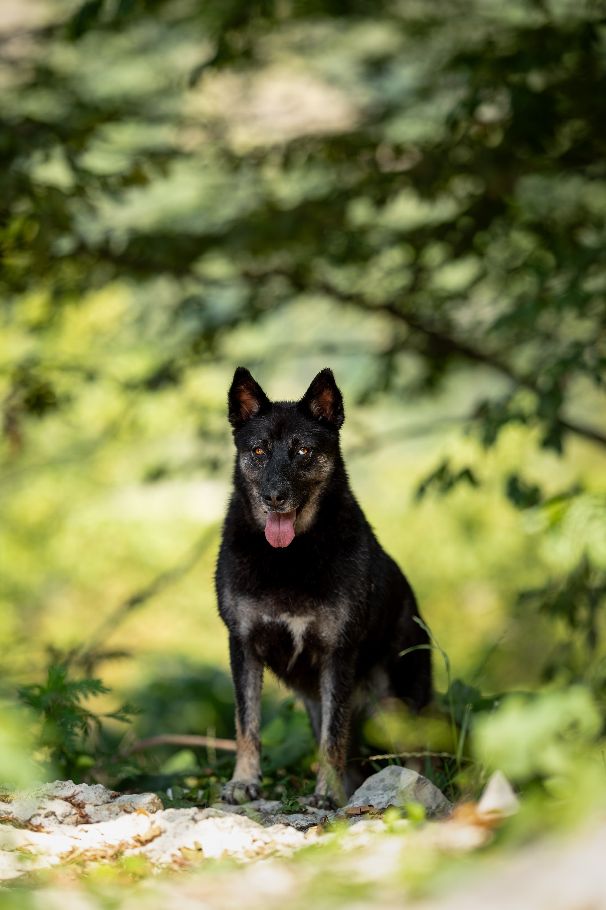 Мини-приют «Возрождение». Ирина Голомб|Фотограф-анималист в  Сочи и Калининграде