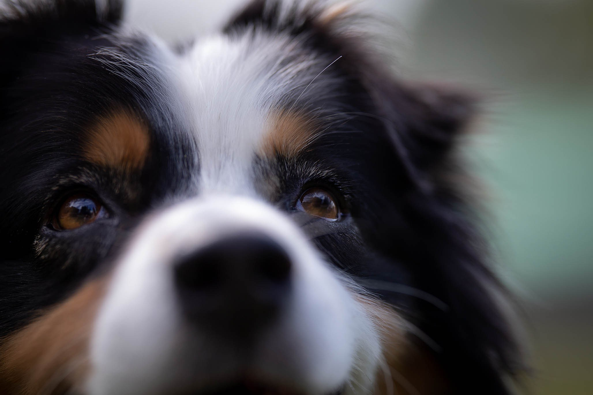 Гретта, Австралийская Овчарка. Ирина Голомб|Фотограф-анималист в  Сочи и Калининграде