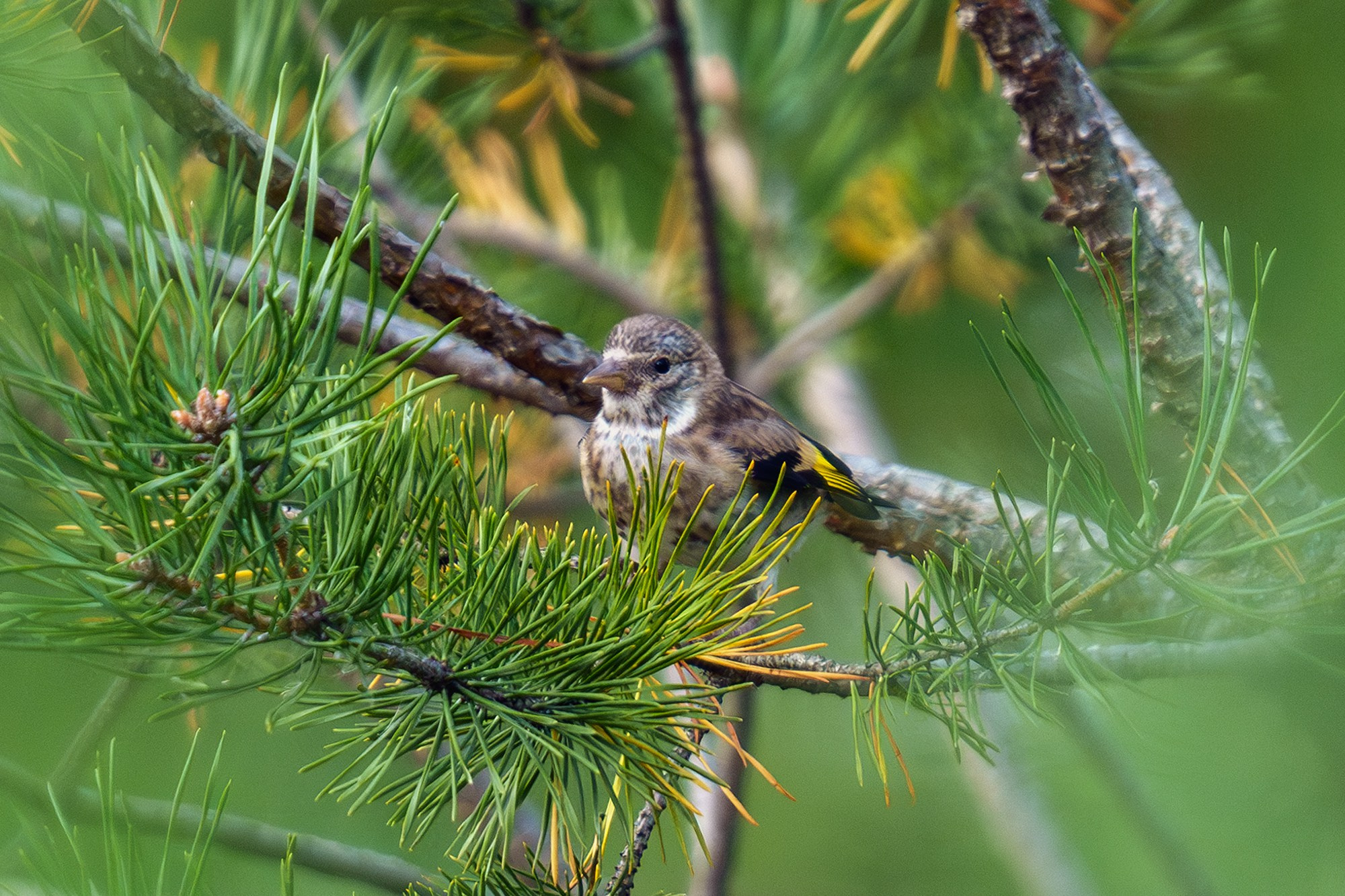Удивительные мир птиц. Вокруг нас столько прекрасного — присмотритесь!. Ваш личный фотограф Марина Волкова