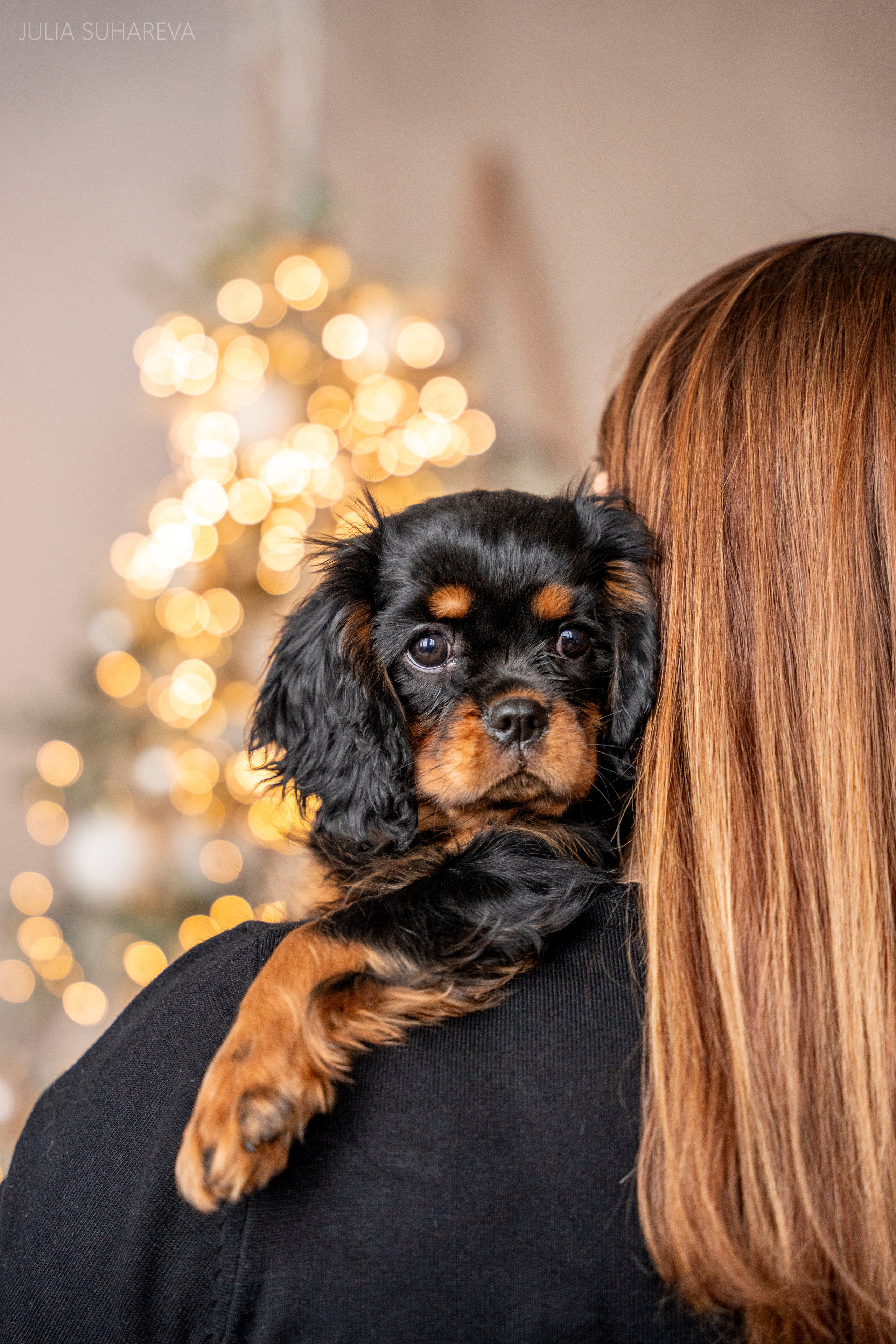 Щенки Кавалер кинг-чарльз-спаниель (Новый год). Главная