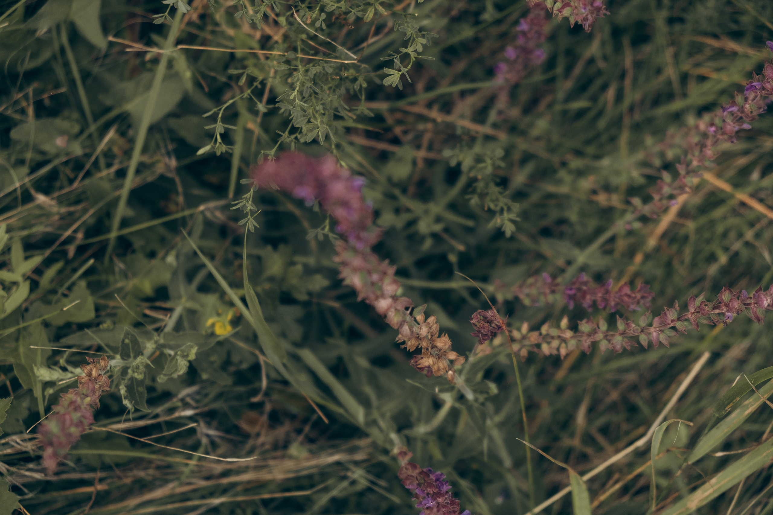 Летняя фотопрогулка в ботаническом саду. Семейный фотограф в Ростове-на-Дону Яна Макаренко