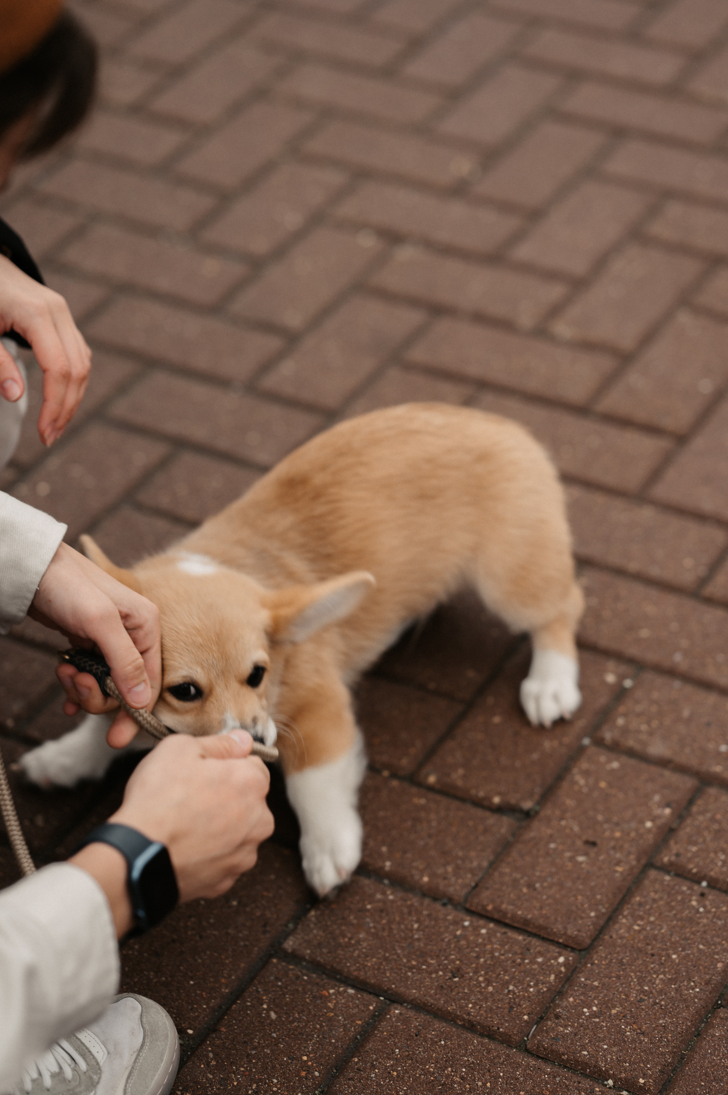Лю. Свадебный фотограф Александр Давыдов