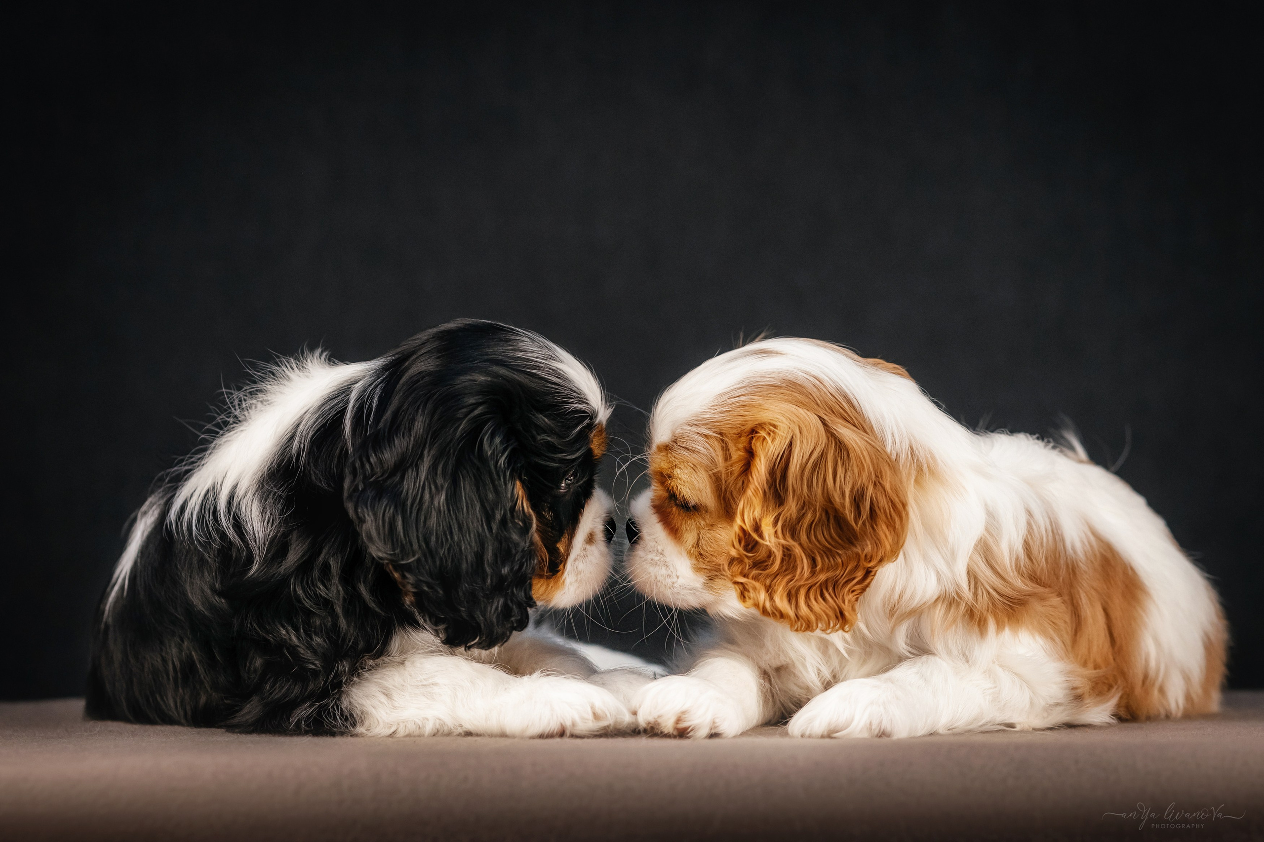 Кавалерчики. Фотограф анималист Аня Ливанова | Рыбинск