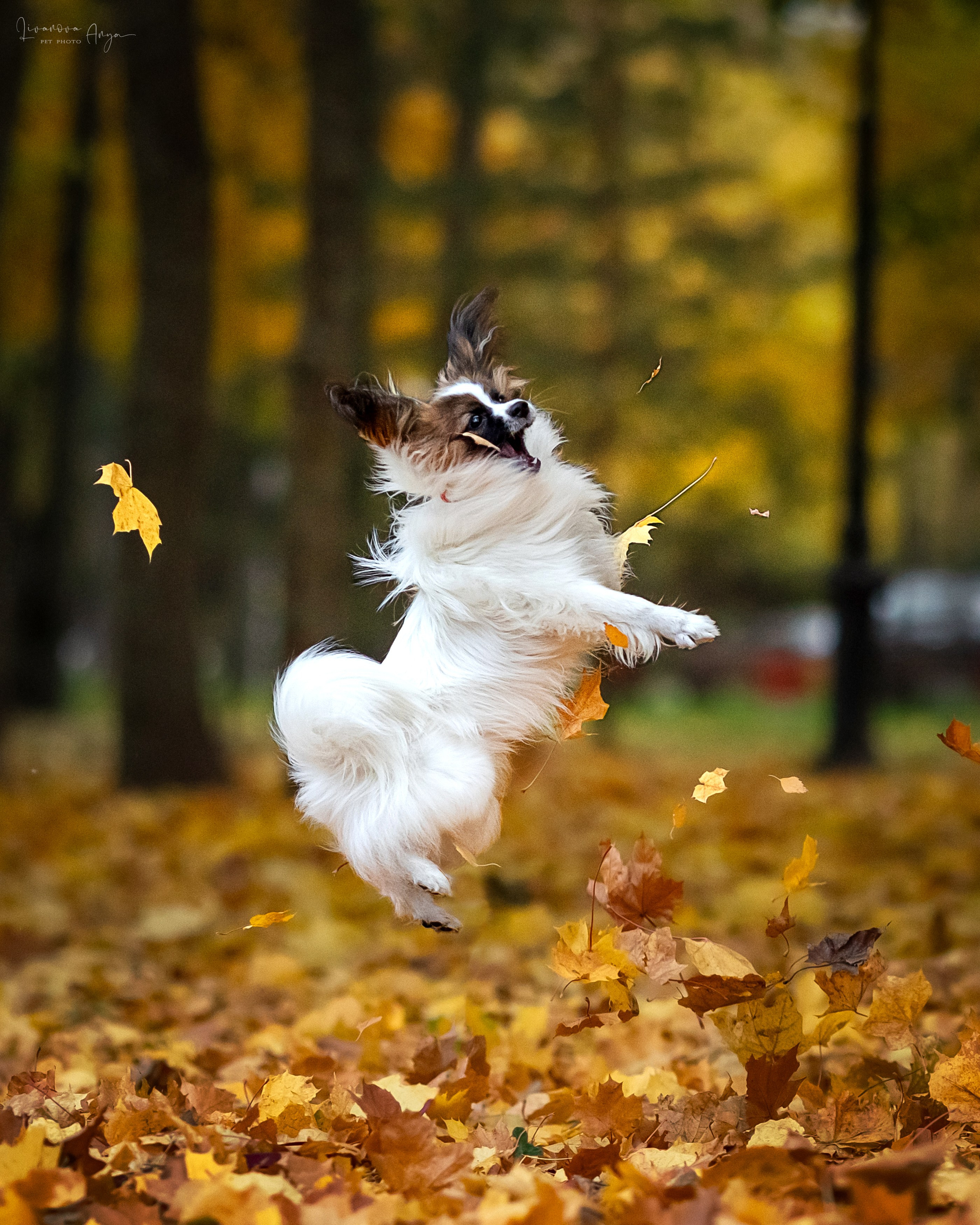 Хьюстон. Фотограф анималист Аня Ливанова | Рыбинск