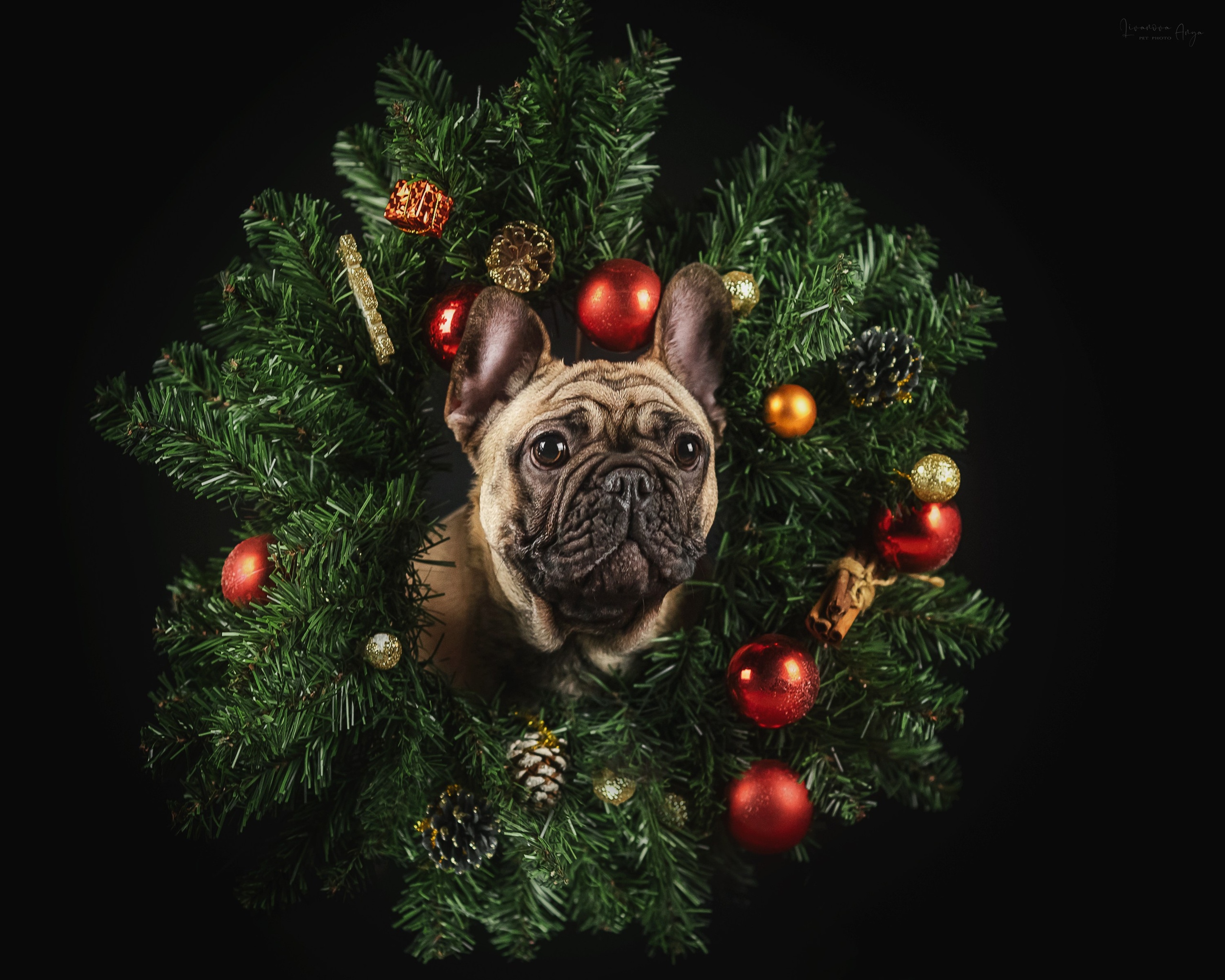 Фотодень_1 2025. Фотограф анималист Аня Ливанова | Рыбинск