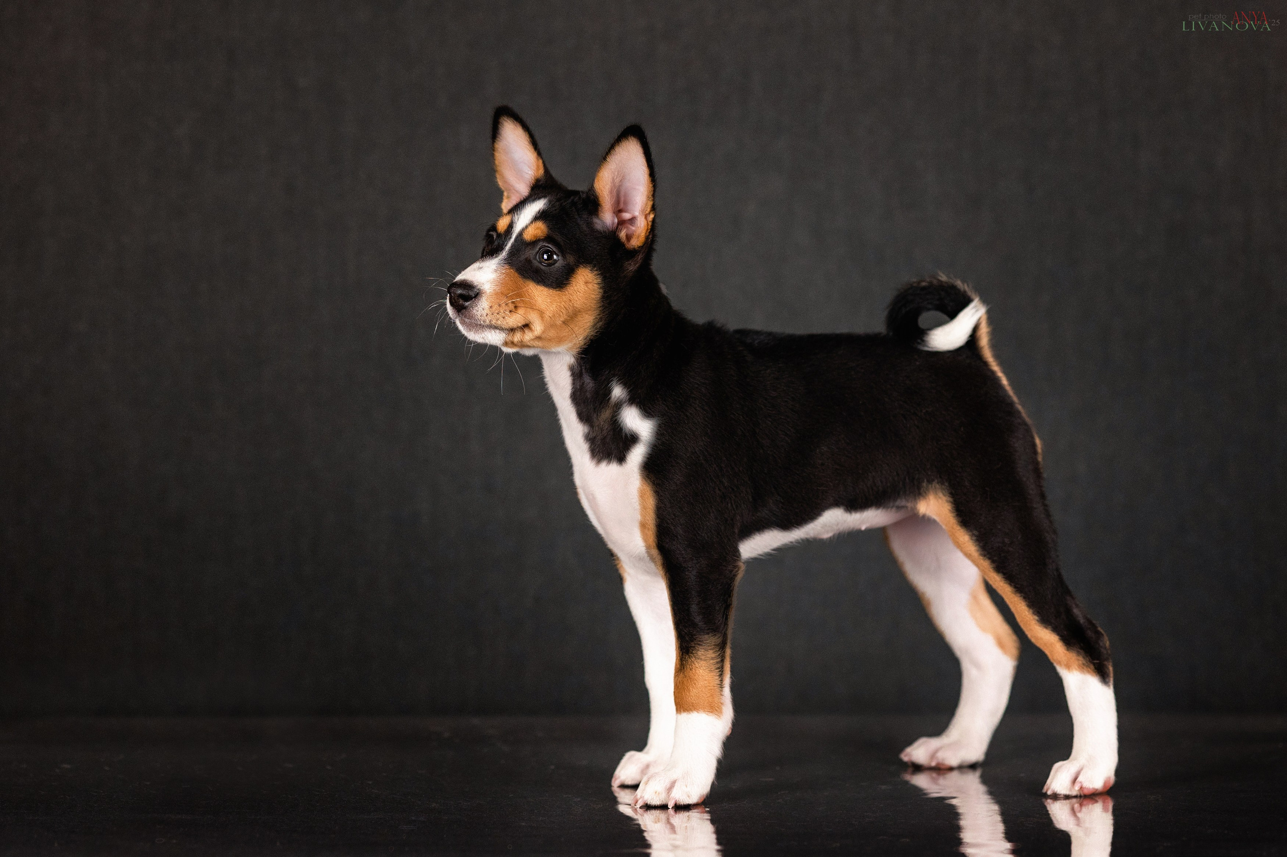 Басенджи. Фотограф анималист Аня Ливанова | Рыбинск