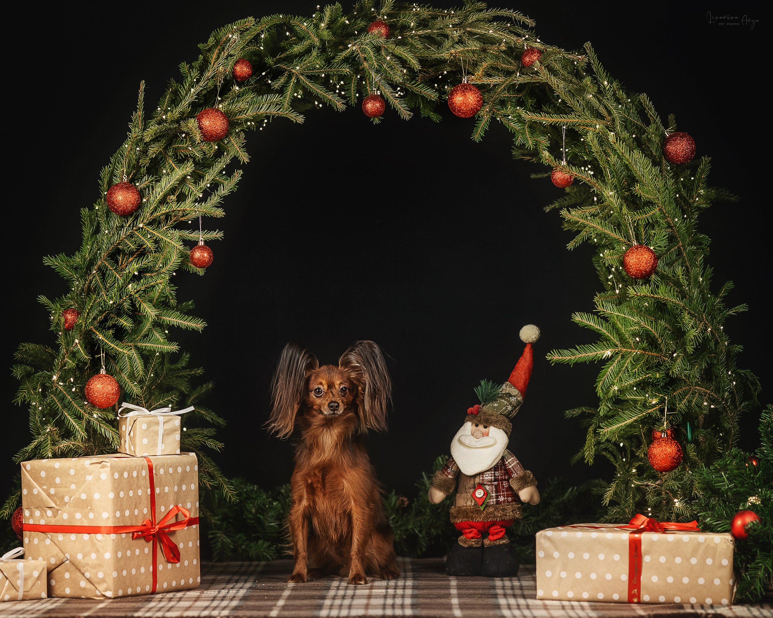 Фотодень_1 2025. Фотограф анималист Аня Ливанова | Рыбинск