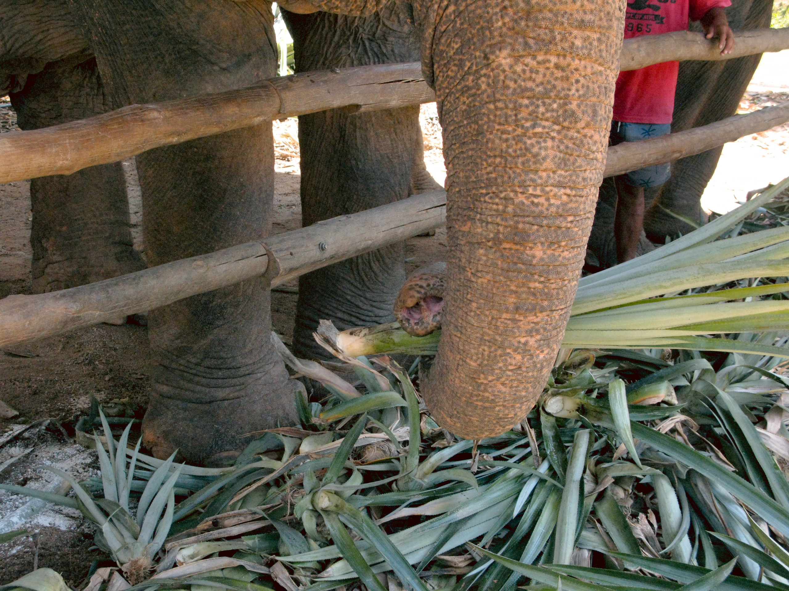 Thai. Фотограф Миланазавр