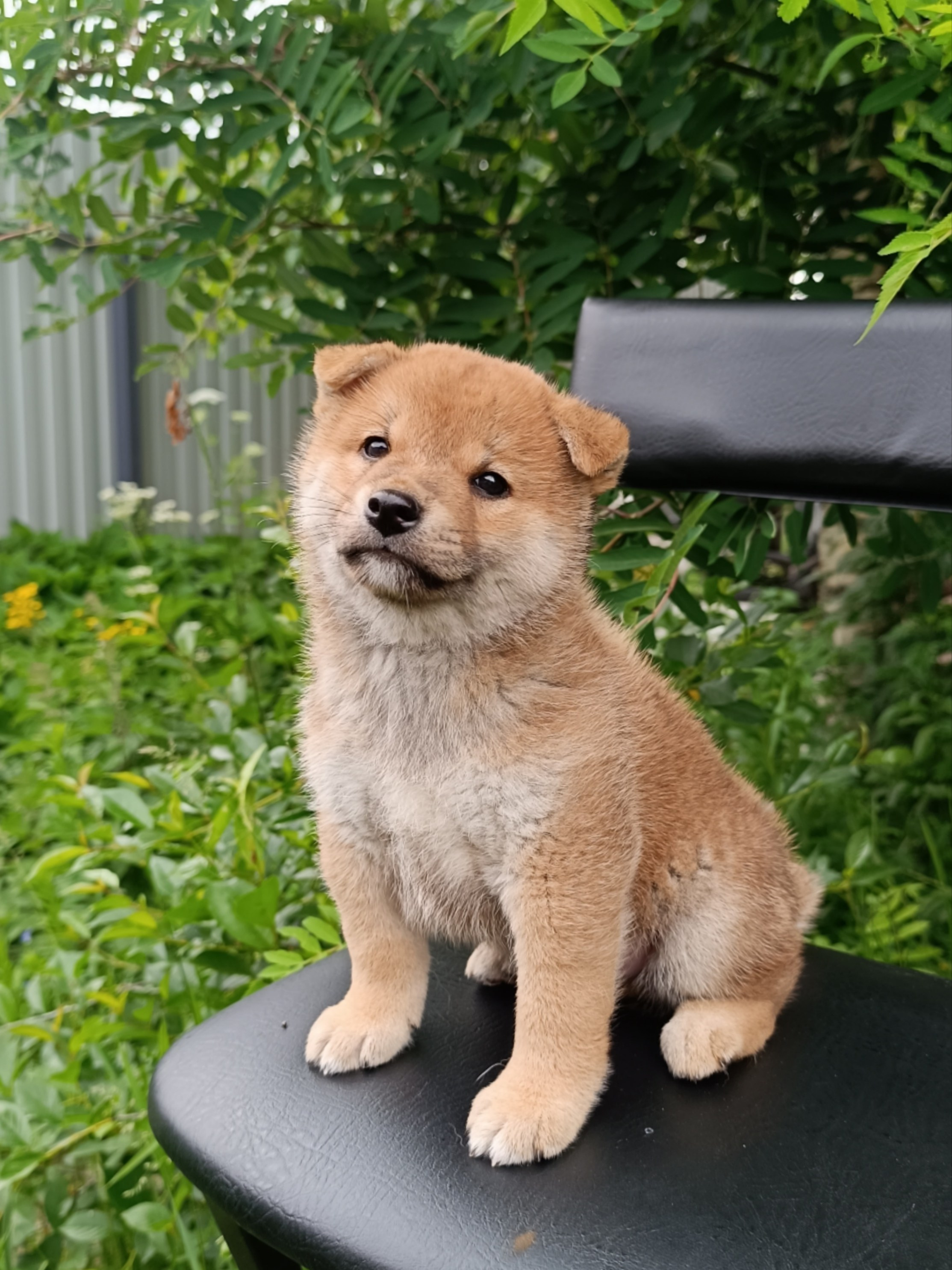 Сиба Rubylight Germes питомник Рубилайт