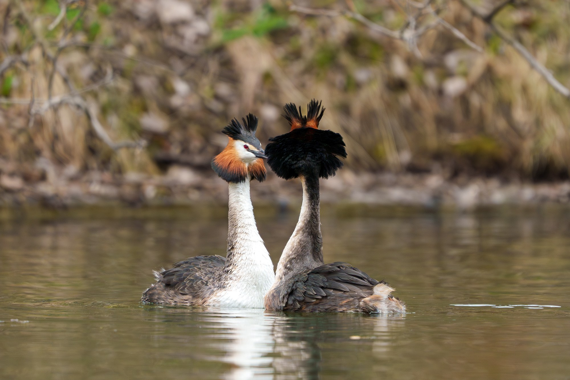 Удивительные мир птиц. Вокруг нас столько прекрасного — присмотритесь!. Ваш личный фотограф Марина Волкова