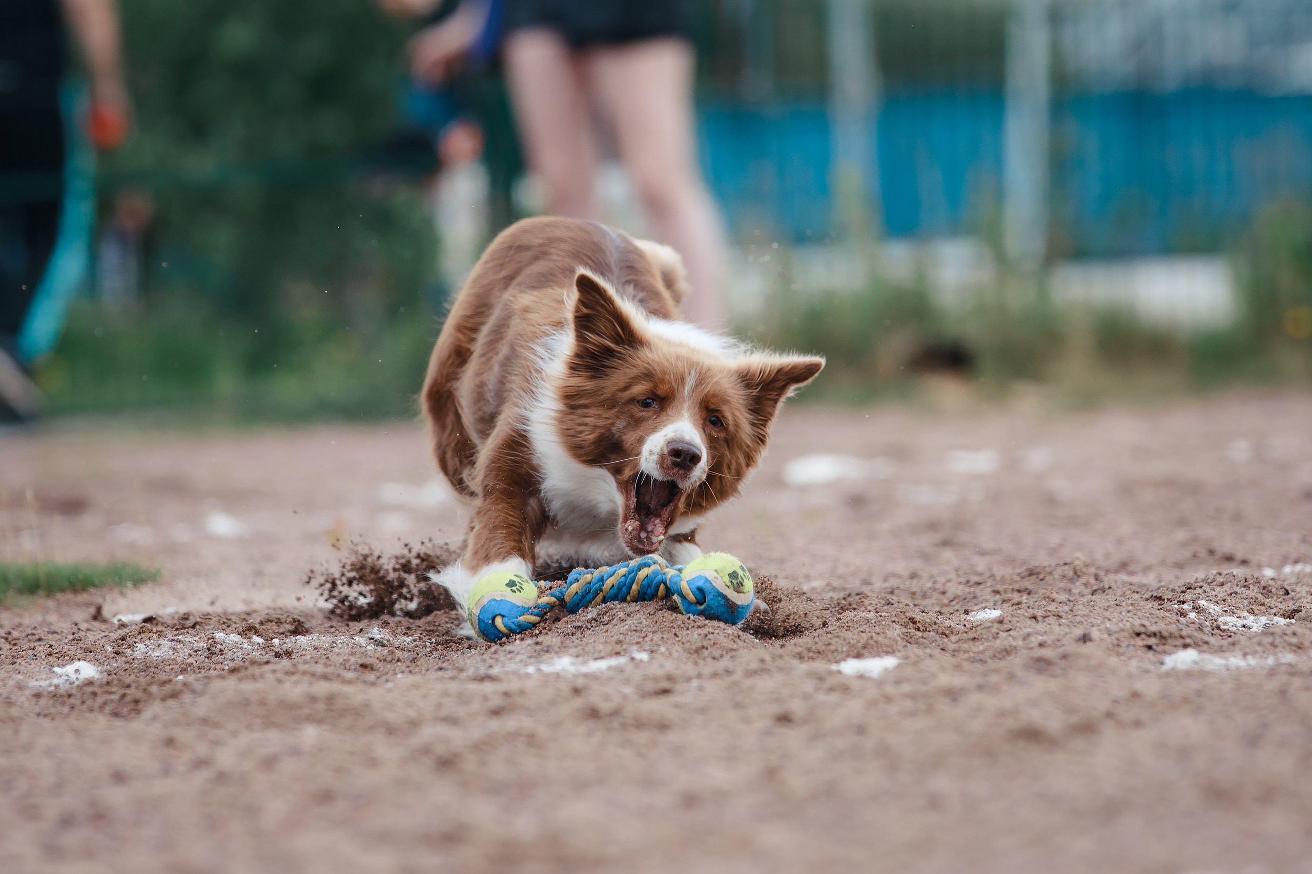 Питч&Гоу + веселые старты. Фотограф-анималист Mary Mart — Москва, Питер