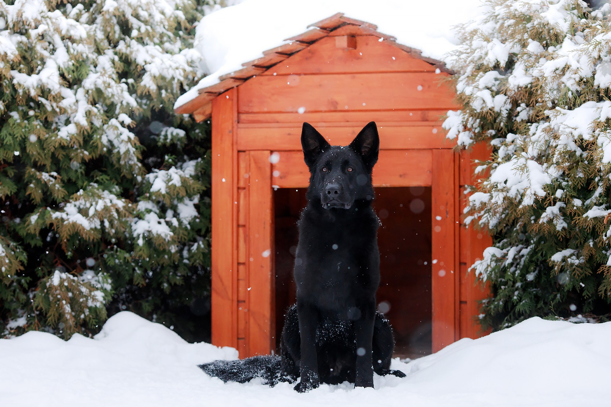 Зимние портреты. Фотограф-анималист Mary Mart — Москва, Питер