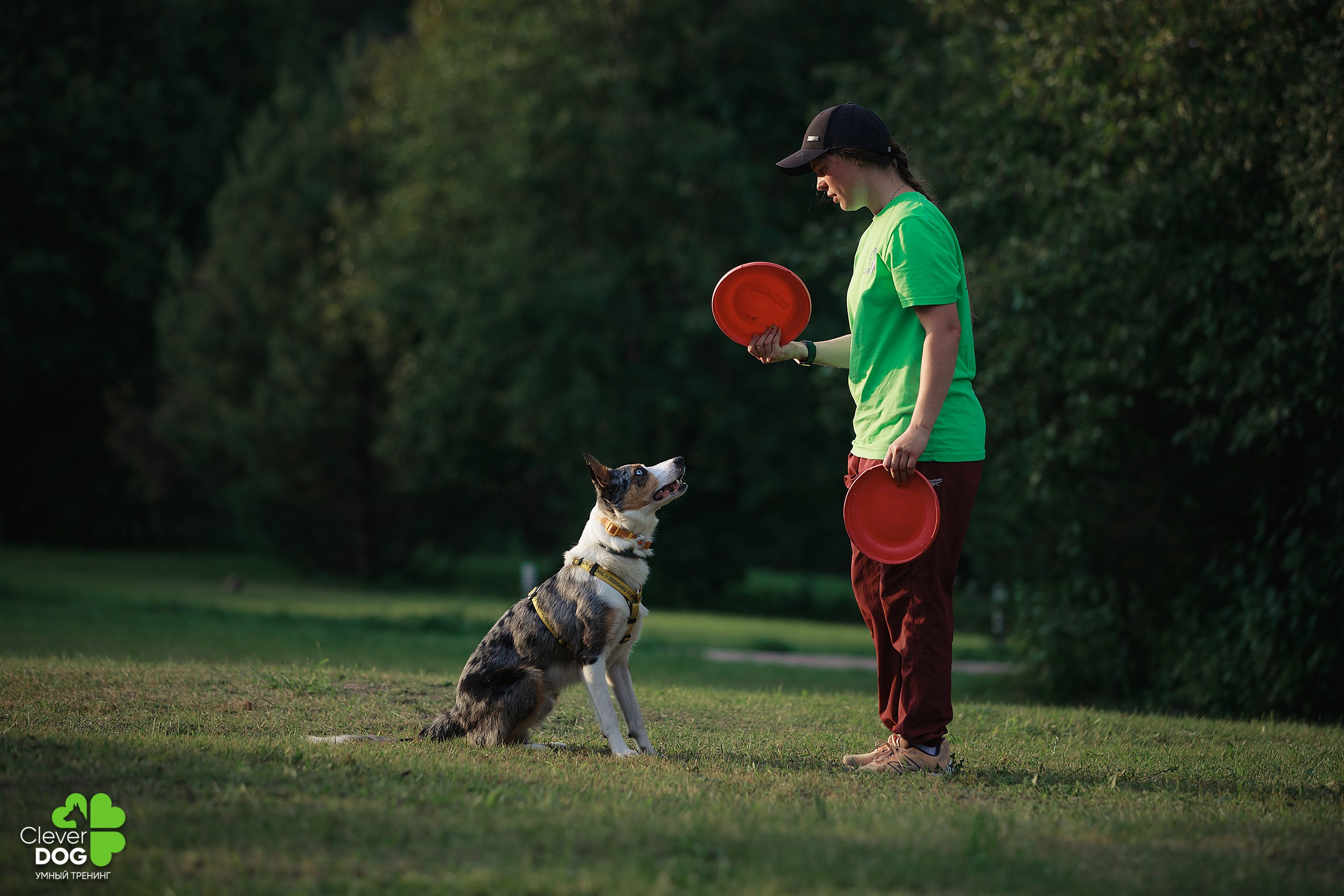 Кинологический лагерь CleverDog, 2024. Фотограф-анималист Mary Mart — Москва, Питер