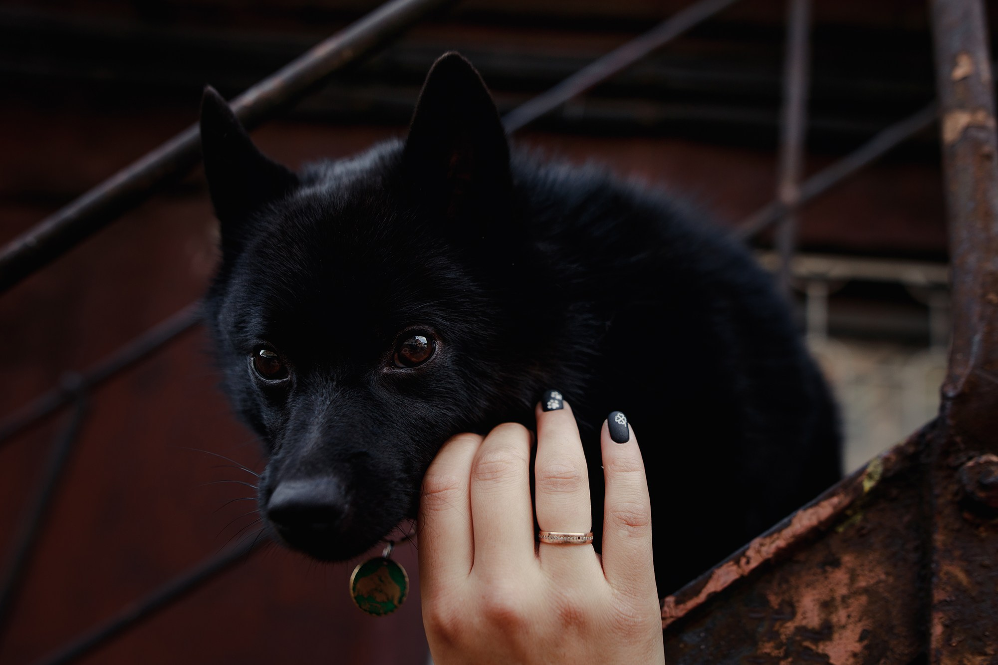 Саша, Маша и шипперке Йети. Фотограф-анималист Mary Mart — Москва, Питер
