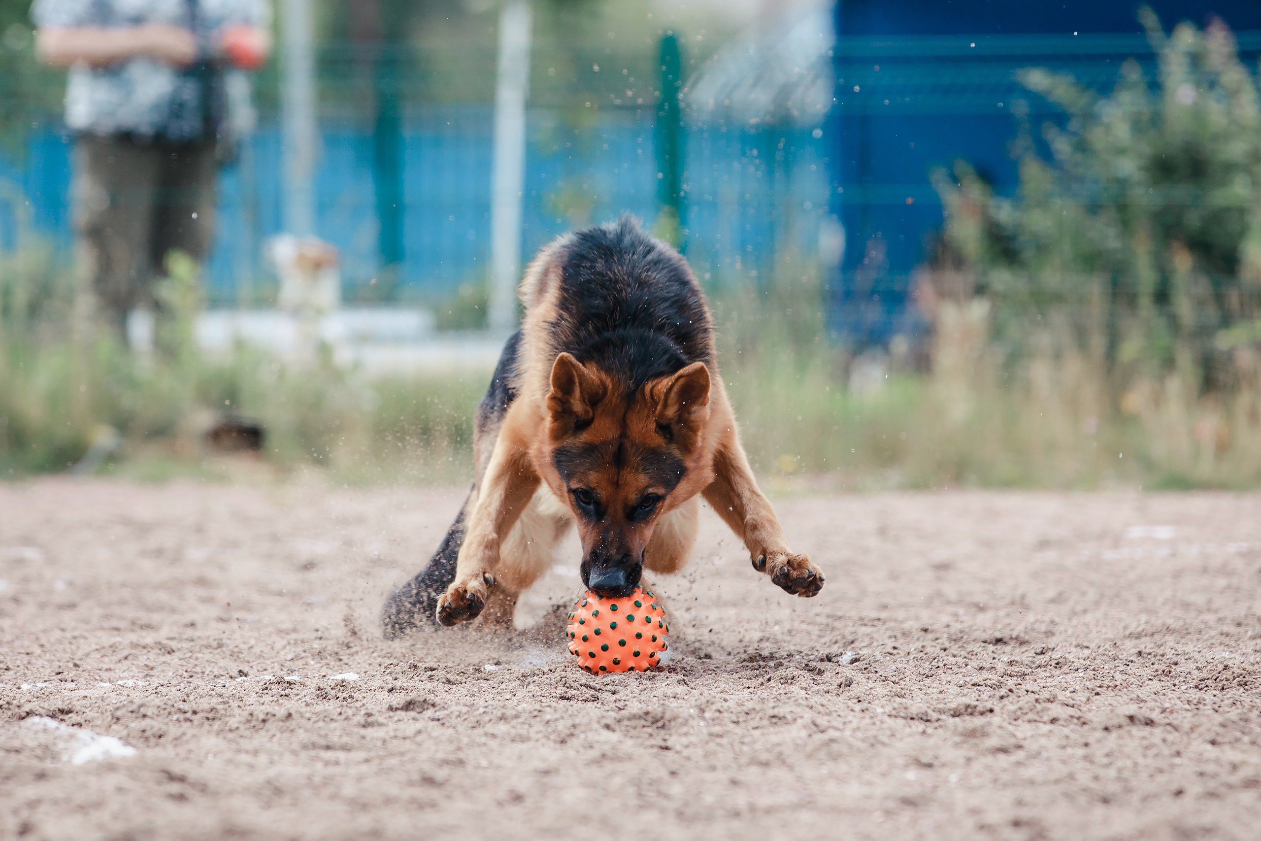 Питч&Гоу + веселые старты. Фотограф-анималист Mary Mart — Москва, Питер