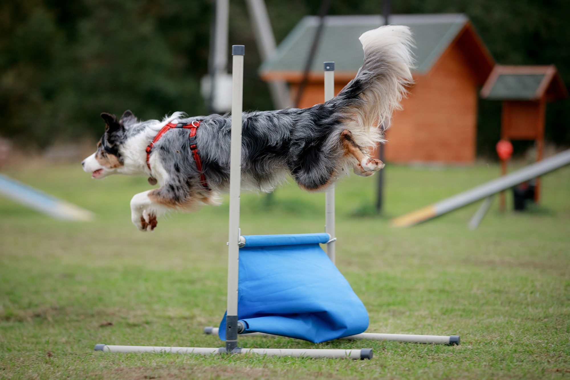 Лагерь по ОБД с Инной Баженовой. Фотограф-анималист Mary Mart — Москва, Питер