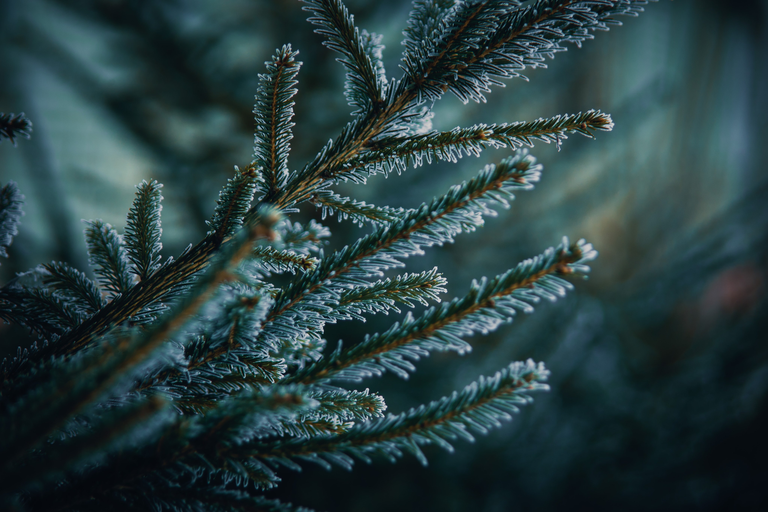 Природа. Darinishna Фэнтези-фотограф Хабаровск